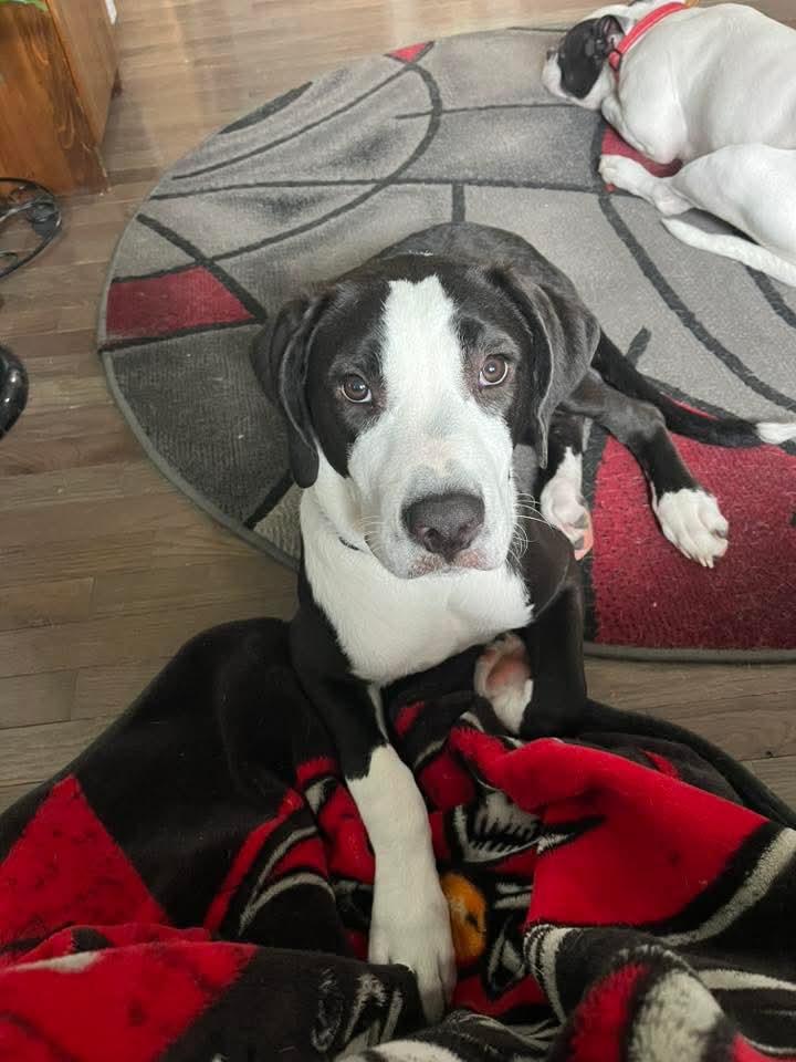 Enlarge Kimberly, a Adoptable Mixed Breed in East Peoria, IL image 2/5