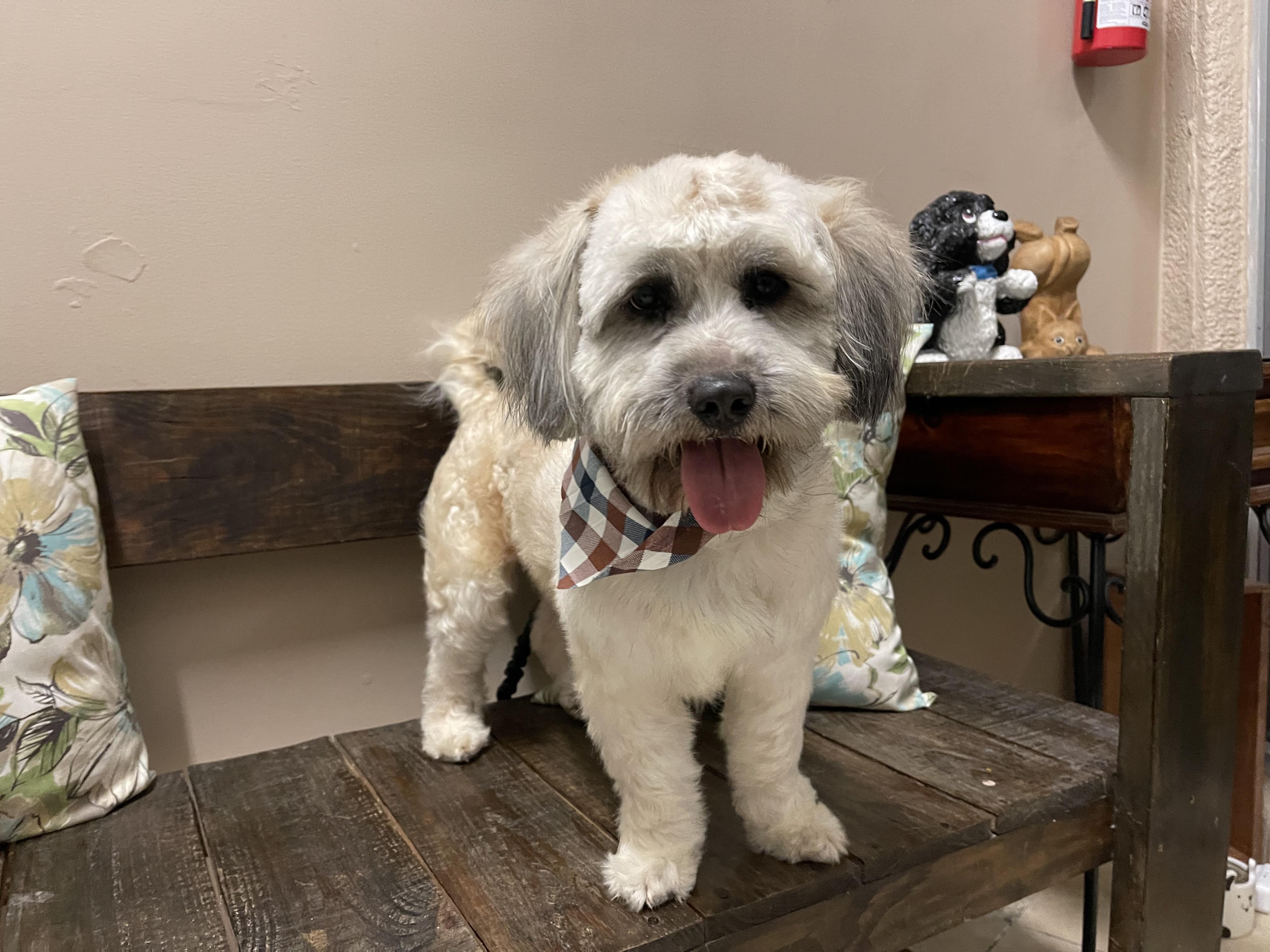 LEVIN 2 yrs 23 lbs, a Adoptable mixed breed in Aliso Viejo, CA image 1/6