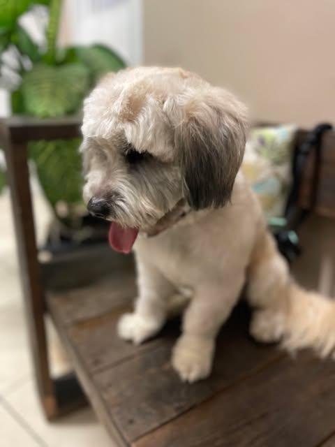 LEVIN 2 yrs 23 lbs, a Adoptable mixed breed in Aliso Viejo, CA image 3/6