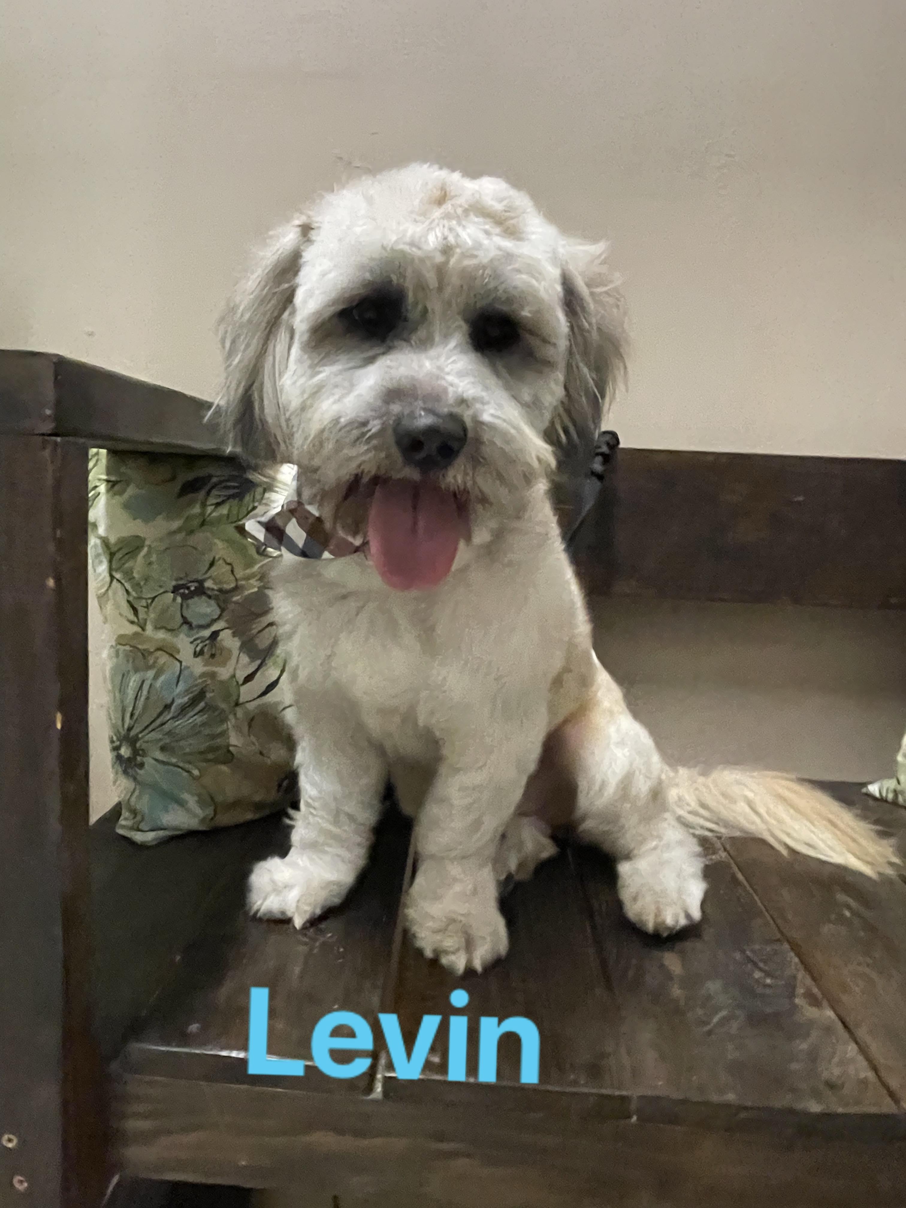 LEVIN 2 yrs 23 lbs, a Adoptable mixed breed in Aliso Viejo, CA image 4/6