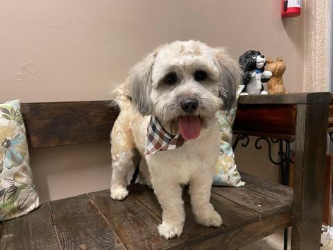 LEVIN 2 yrs 23 lbs, a Adoptable mixed breed in Aliso Viejo, CA image 5/6