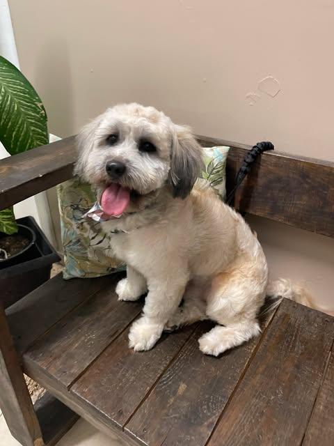 LEVIN 2 yrs 23 lbs, a Adoptable mixed breed in Aliso Viejo, CA image 6/6