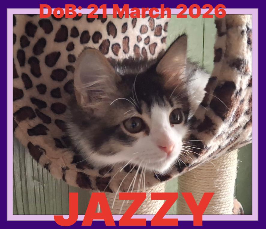 JAZZY, a Adoptable Domestic Medium Hair in Sebec, ME image 1/3