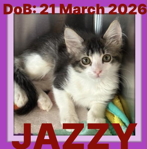 JAZZY, a Adoptable Domestic Medium Hair in Sebec, ME image 2/3