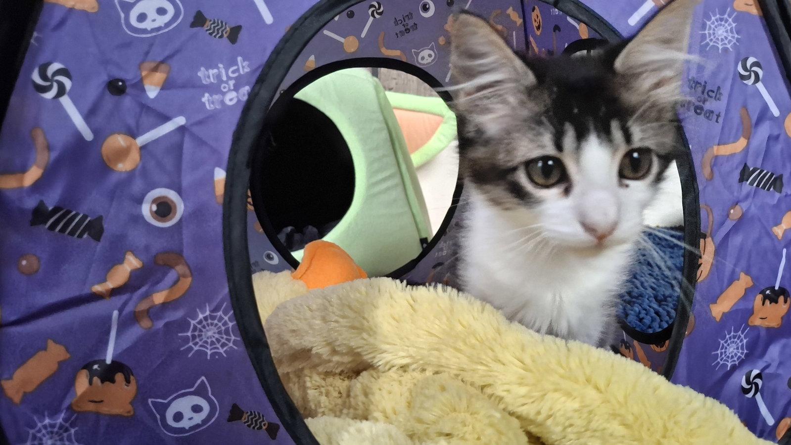 JAZZY, a Adoptable Domestic Medium Hair in Sebec, ME image 3/3