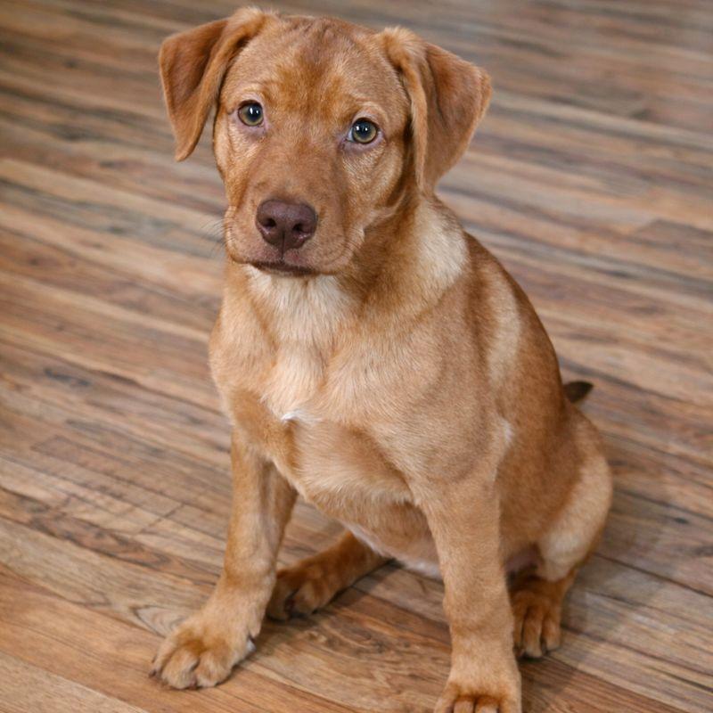 Enlarge Chibimaru (Hello Kitty), an adoptable mixed breed in Silvana, WA image 2/4
