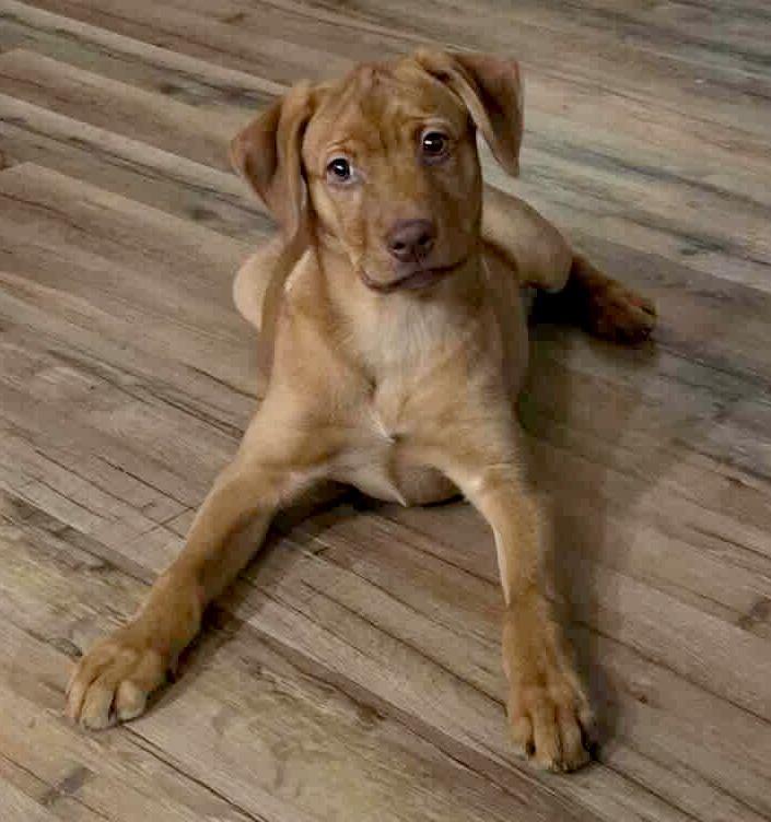 Enlarge Chibimaru (Hello Kitty), an adoptable mixed breed in Silvana, WA image 3/4