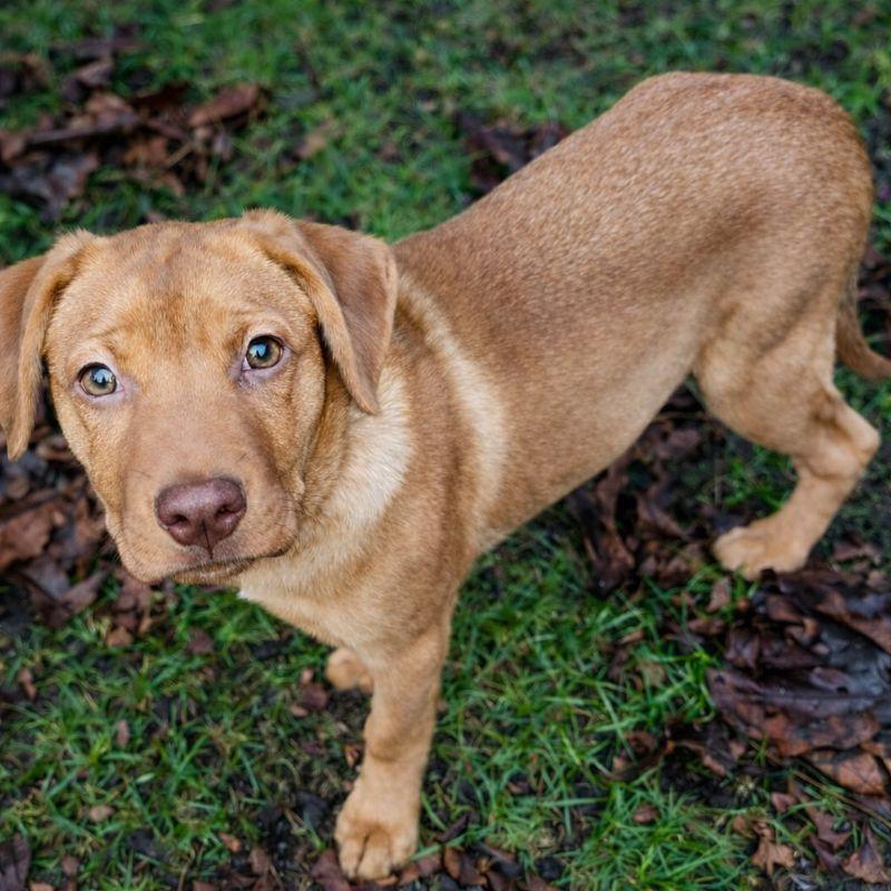 Chibimaru (Hello Kitty), adoptable, Puppy Female Labrador Retriever.