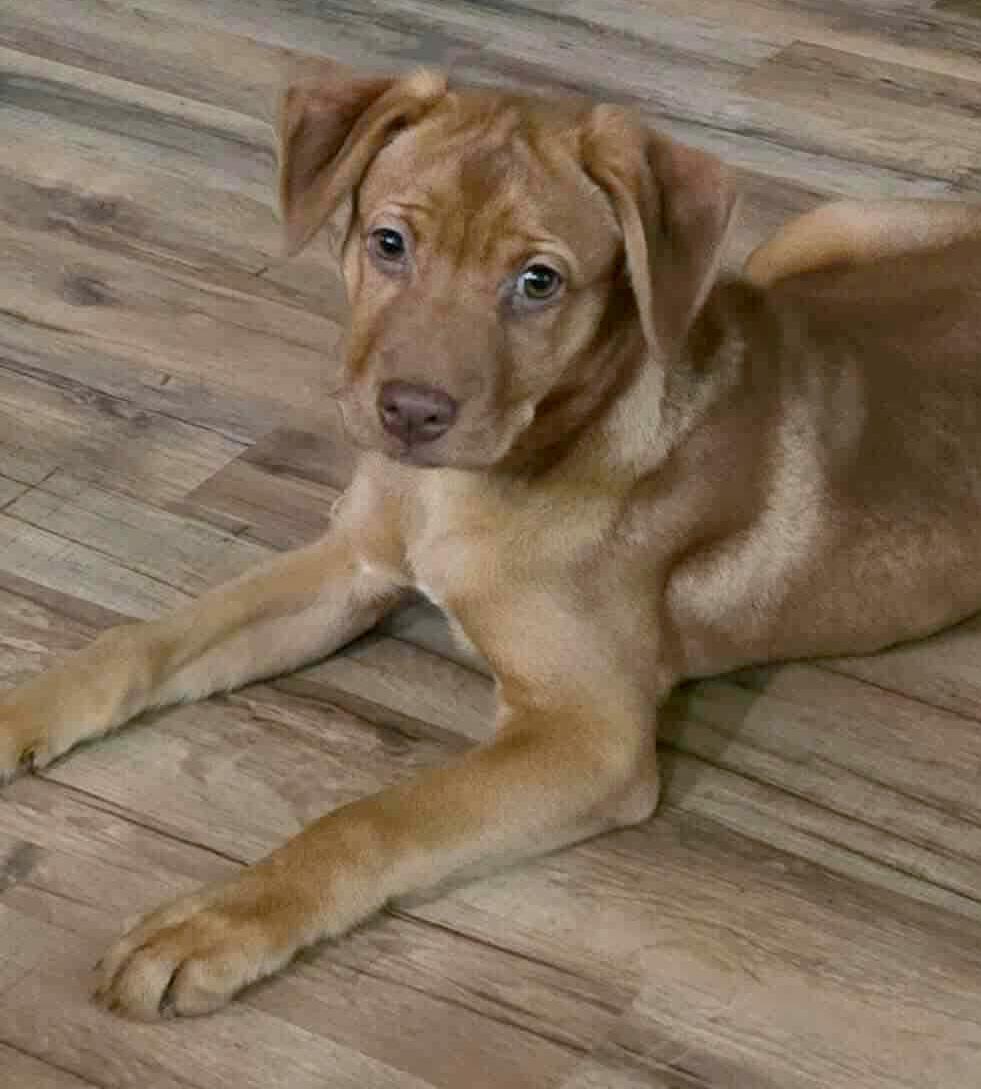 Enlarge Chibimaru (Hello Kitty), an adoptable mixed breed in Silvana, WA image 4/4