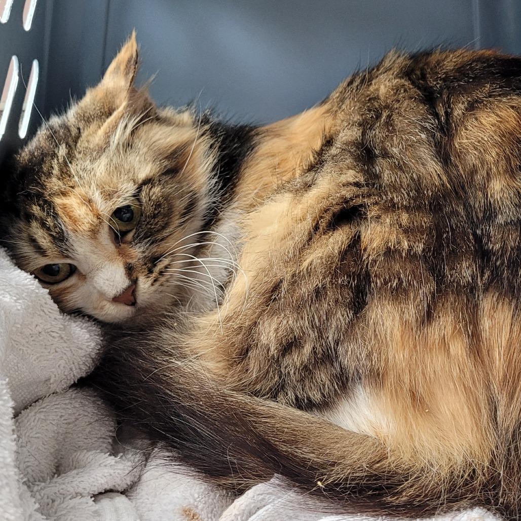 Eloise, Adoptable, Adult Female Domestic Medium Hair.