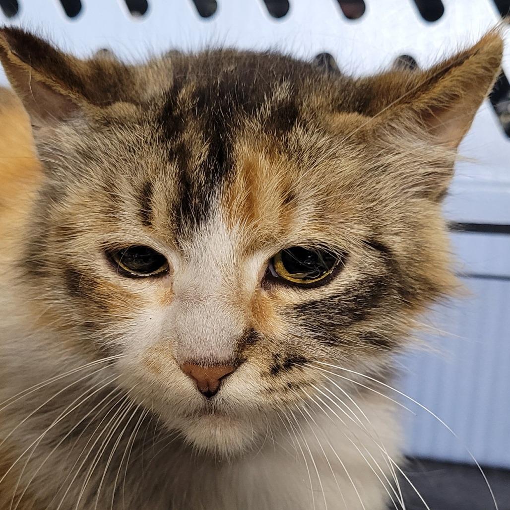 Eloise, a Adoptable Domestic Medium Hair in Coos Bay, OR image 2/2