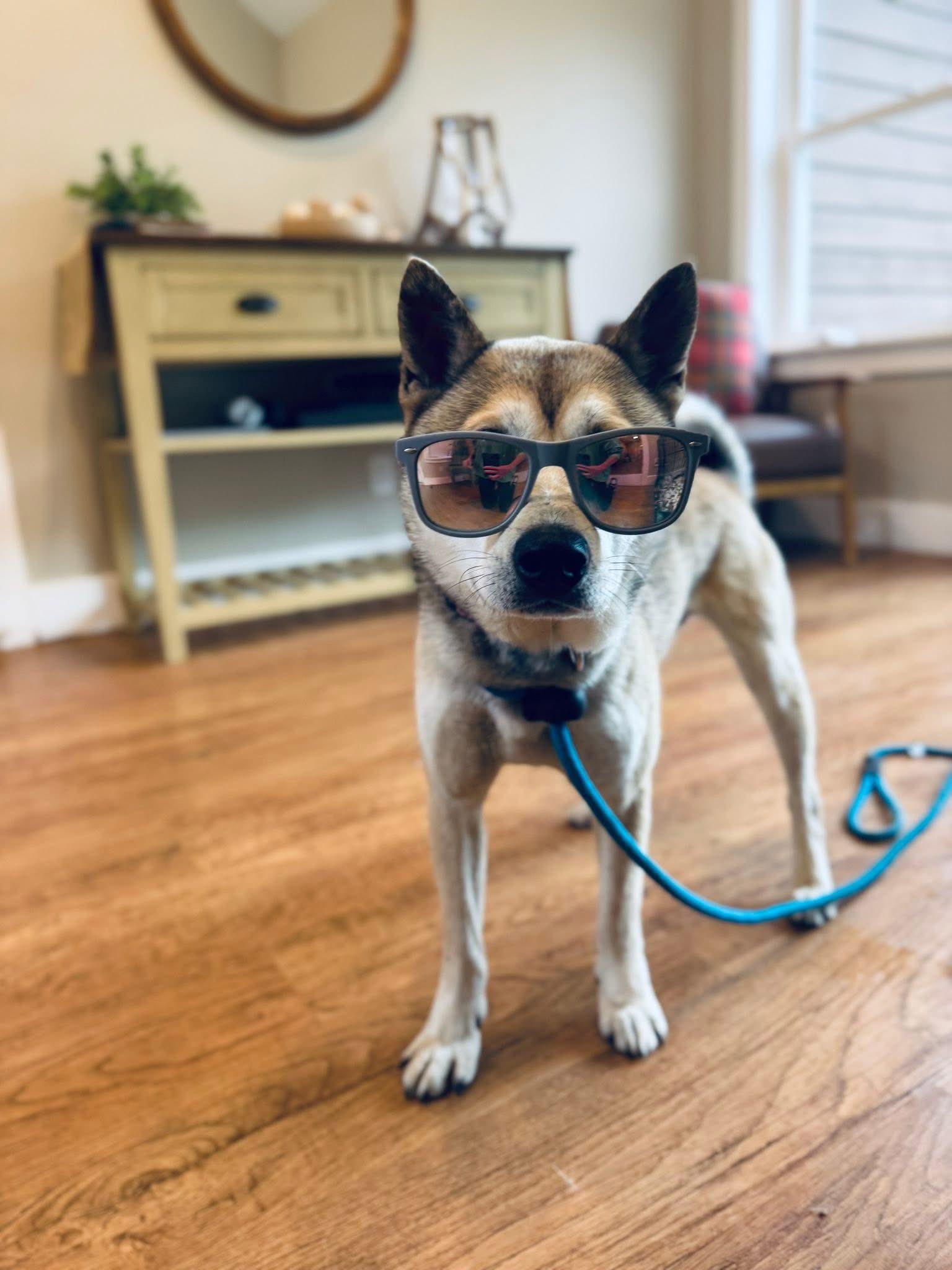 Tinker, Adoptable, Adult Male Shiba Inu.