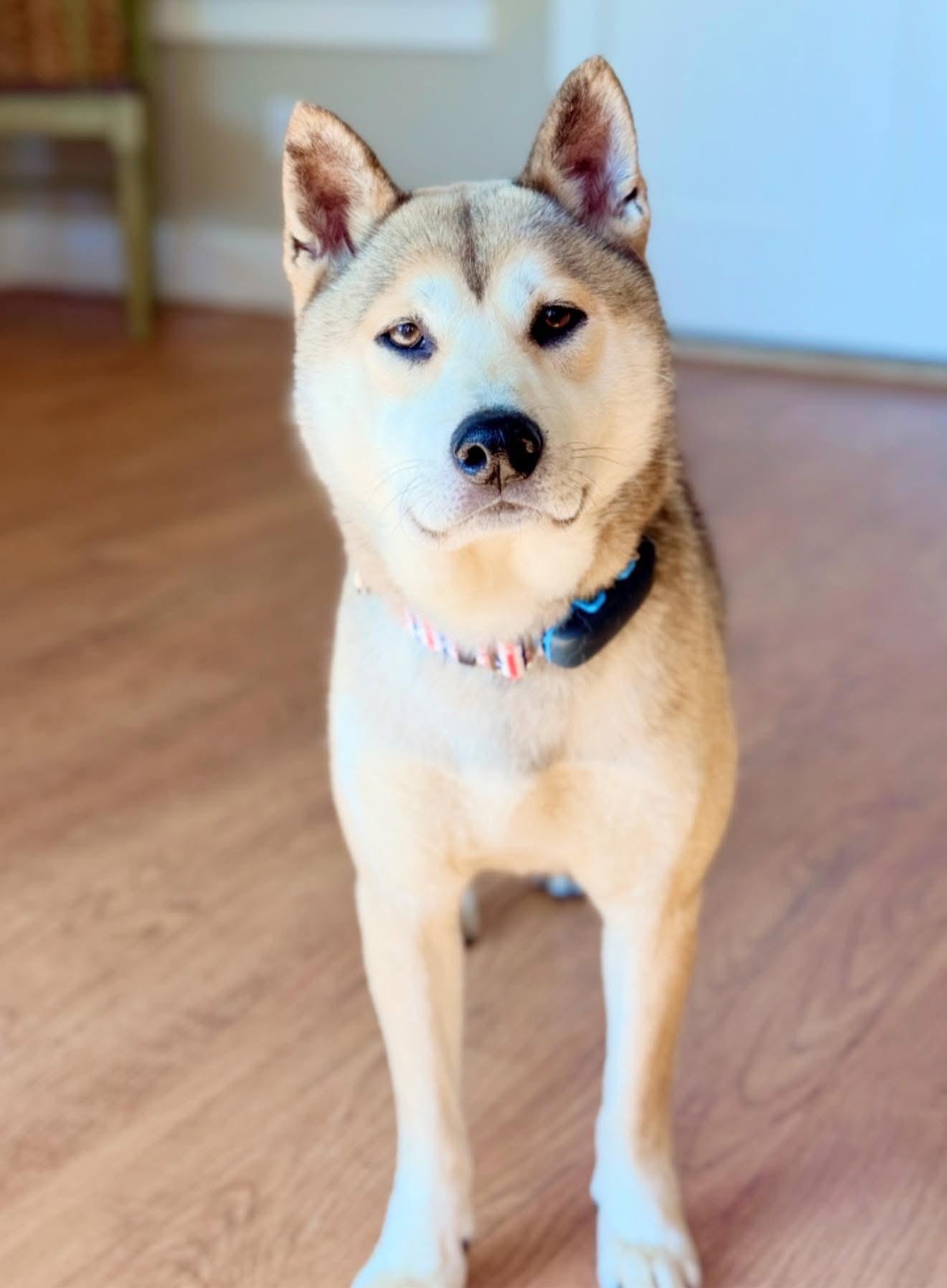 Enlarge Tinker, a Adoptable Shiba Inu in Perkasie, PA image 2/5