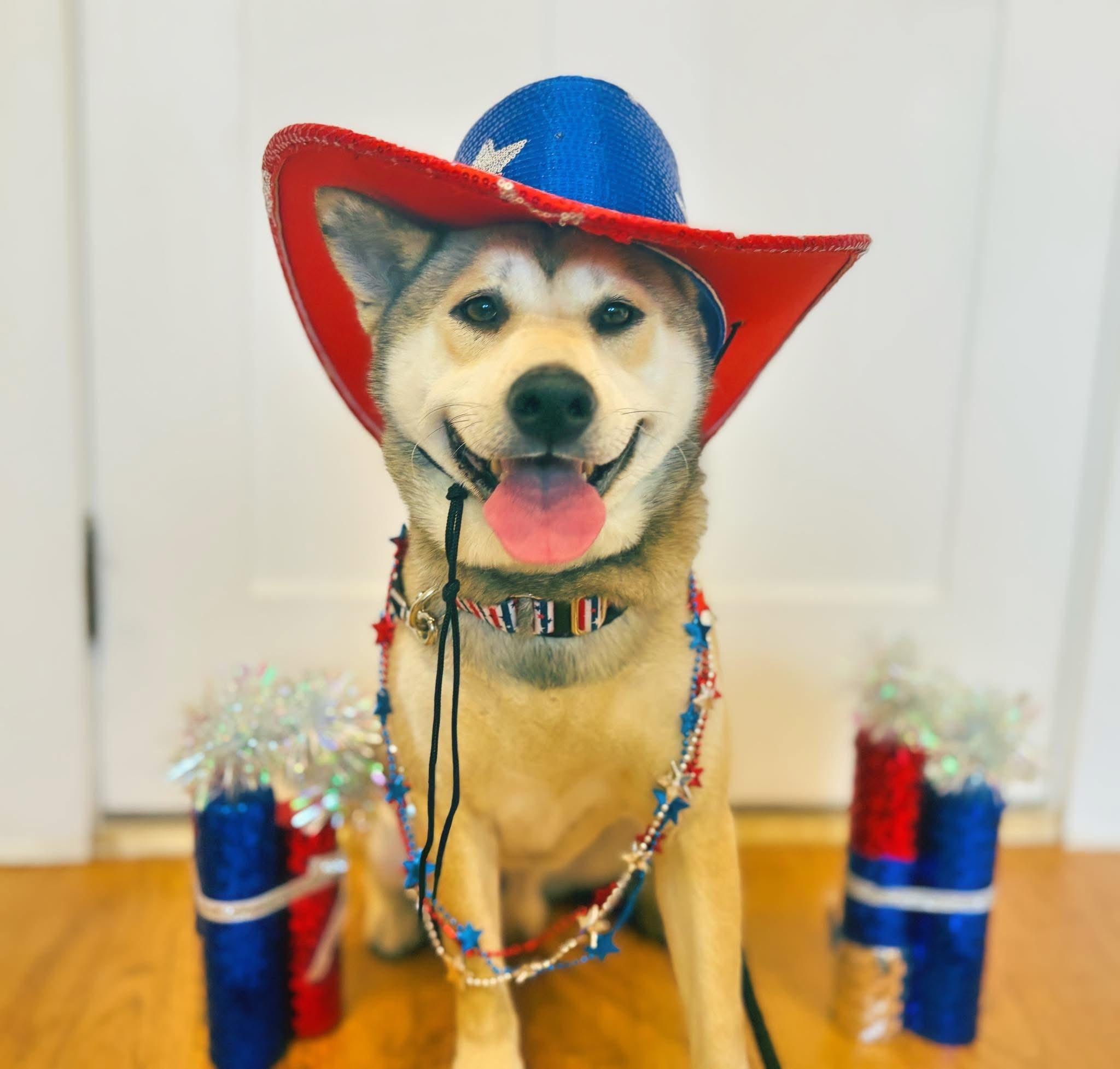 Enlarge Tinker, a Adoptable Shiba Inu in Perkasie, PA image 4/5