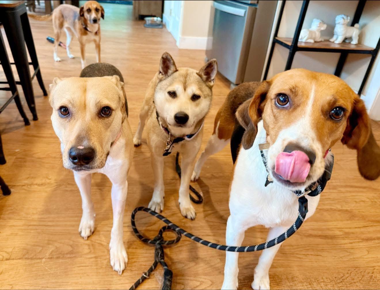 Enlarge Tinker, a Adoptable Shiba Inu in Perkasie, PA image 5/5