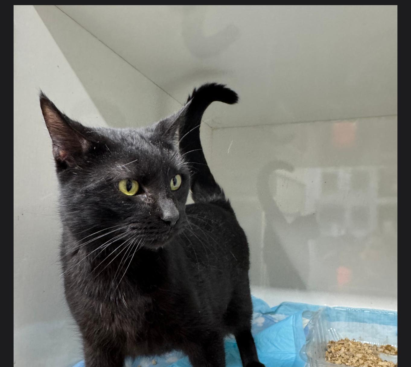 Bestette, ADOPTABLE, Adult Female Domestic Short Hair.