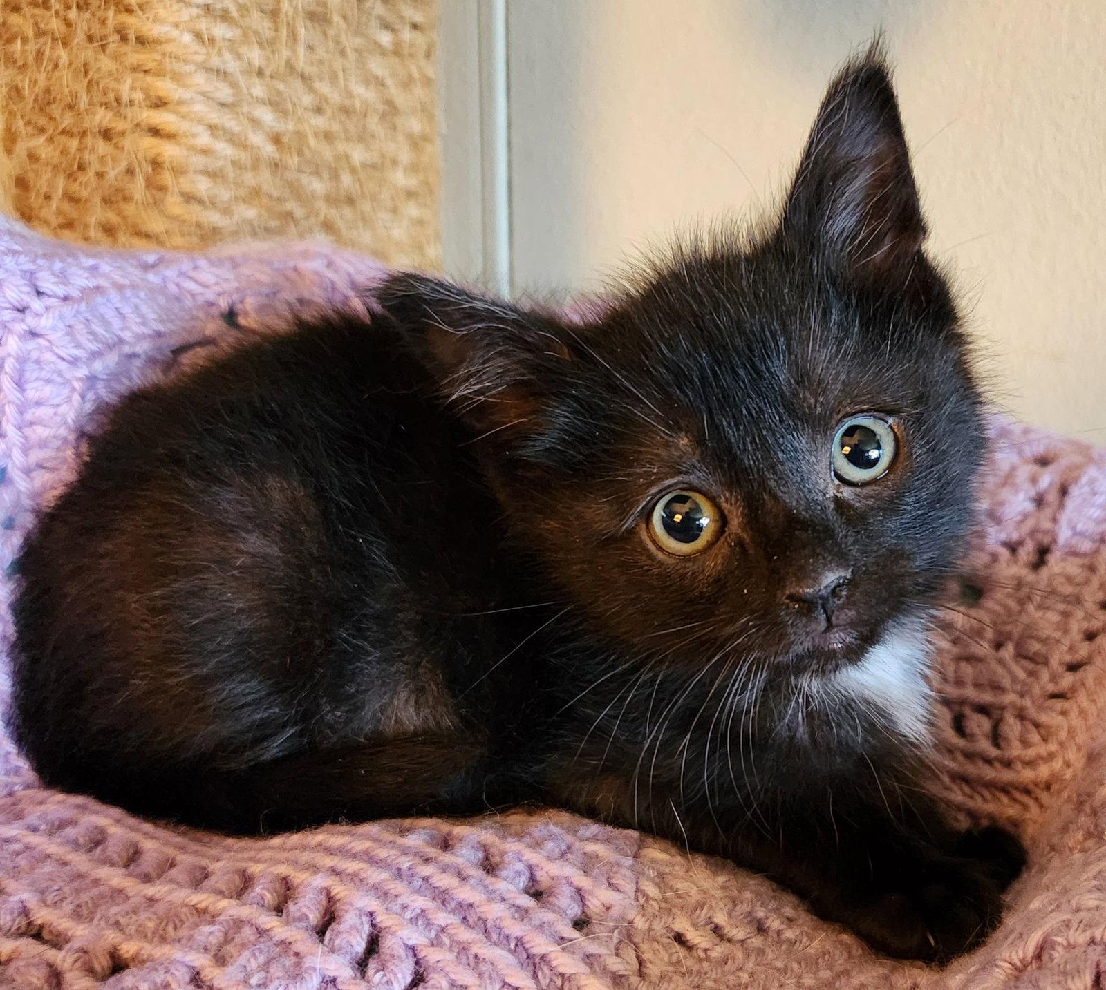 Linus, Adoptable, Young Male Domestic Short Hair & Tuxedo.