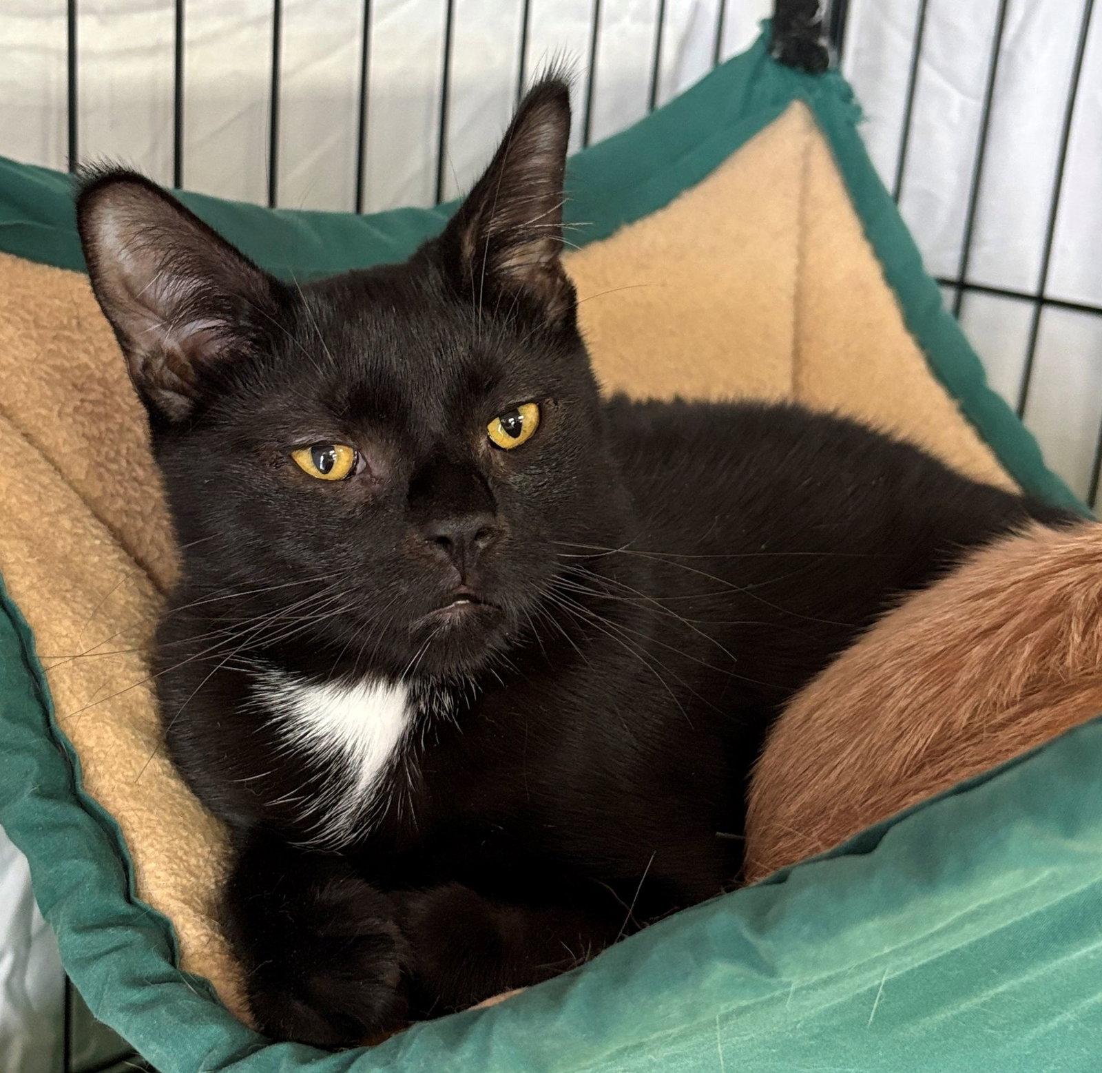 Linus, Adoptable, Young Male Domestic Short Hair & Tuxedo.