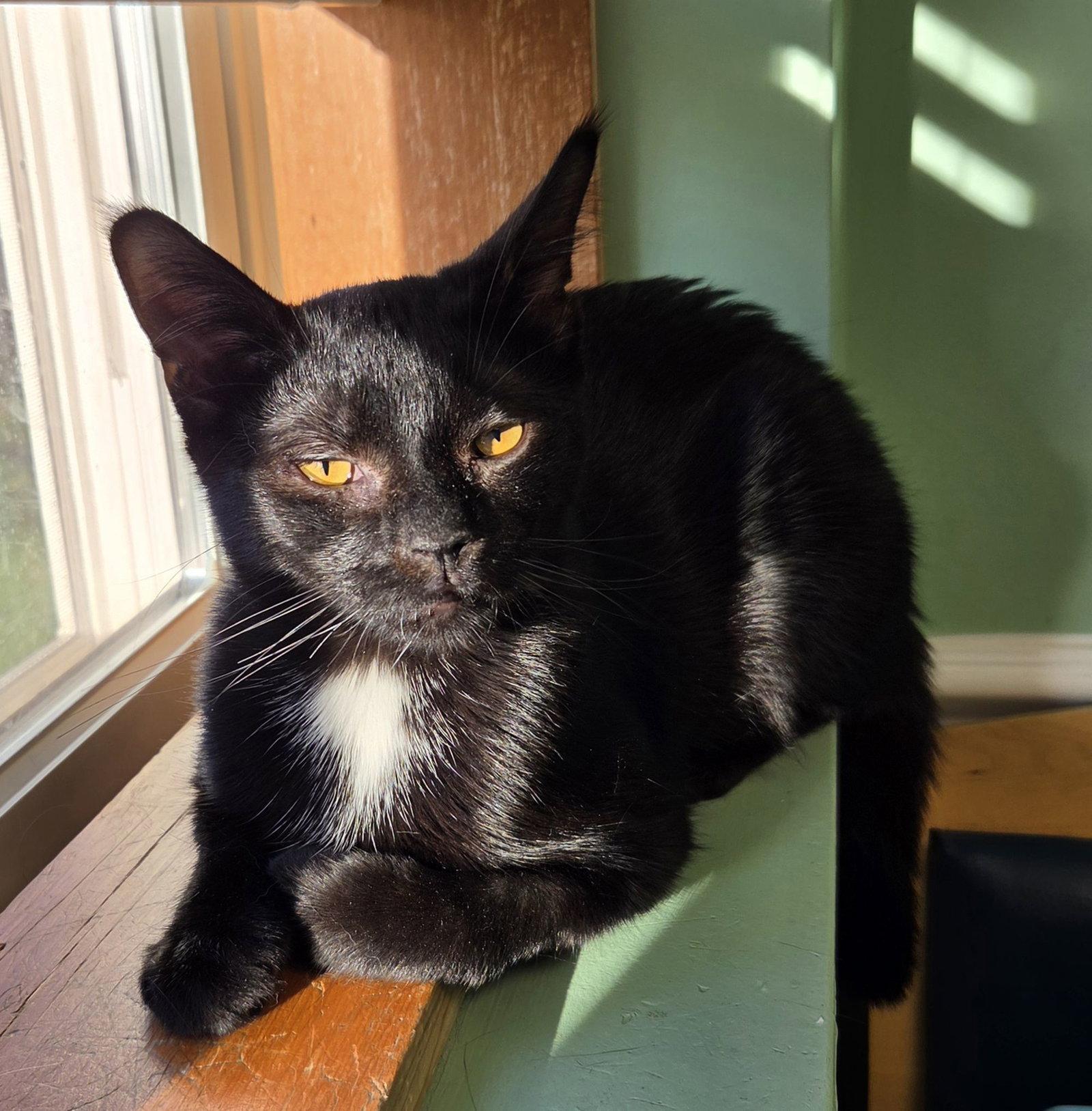Enlarge Linus, a Adoptable mixed breed in Furlong, PA image 2/3