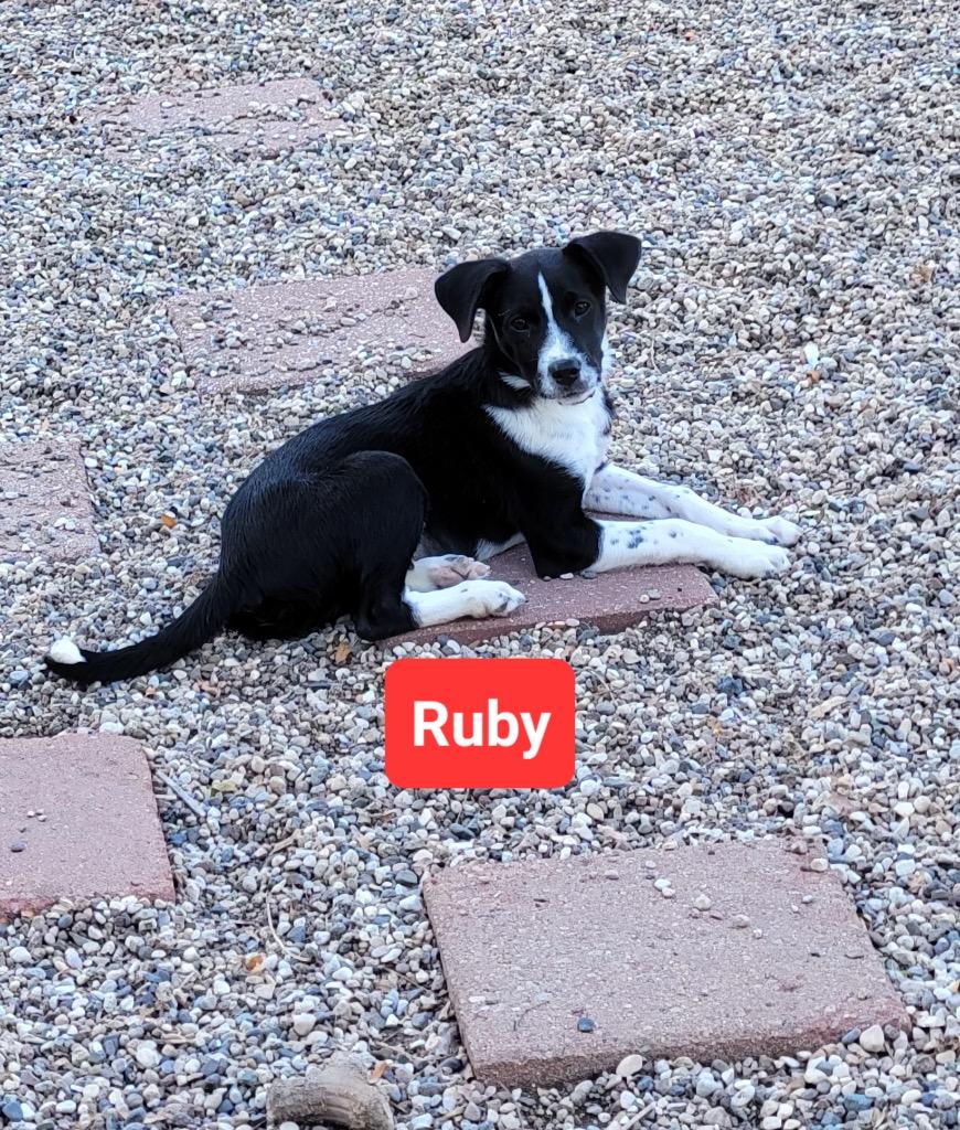 Enlarge Ruby, a Adopted mixed breed in Indianola, IA image 1/2