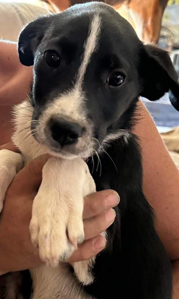 Enlarge Ruby, a Adopted mixed breed in Indianola, IA image 2/2