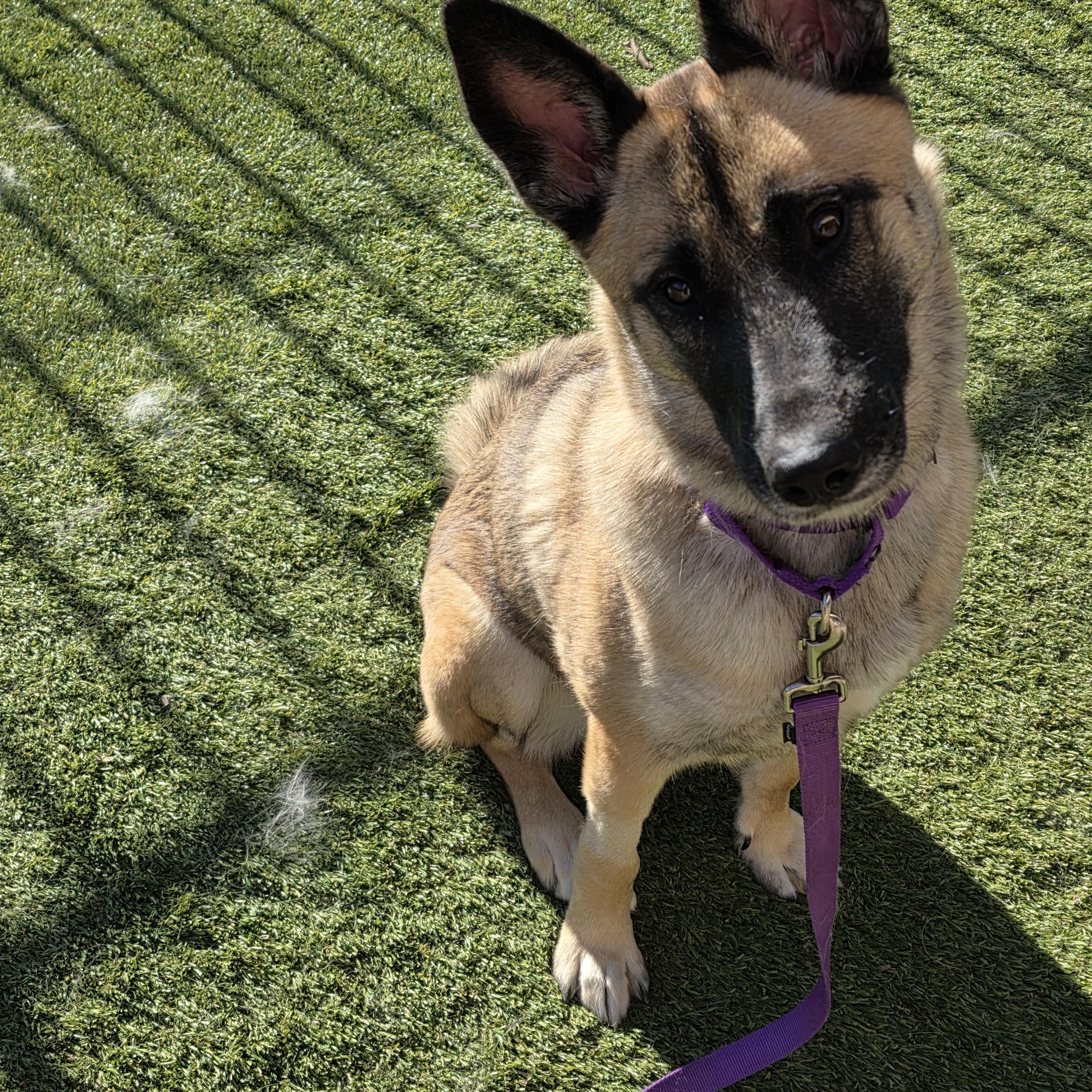 Enlarge Kiara, a Adoptable mixed breed in Thousand Oaks, CA image 4/6