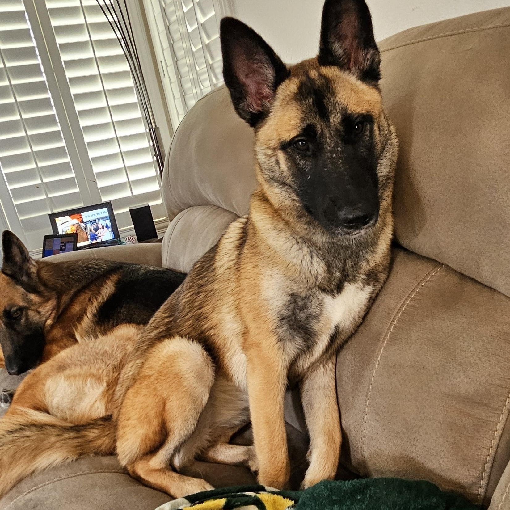 Enlarge Kiara, a Adoptable mixed breed in Thousand Oaks, CA image 1/6