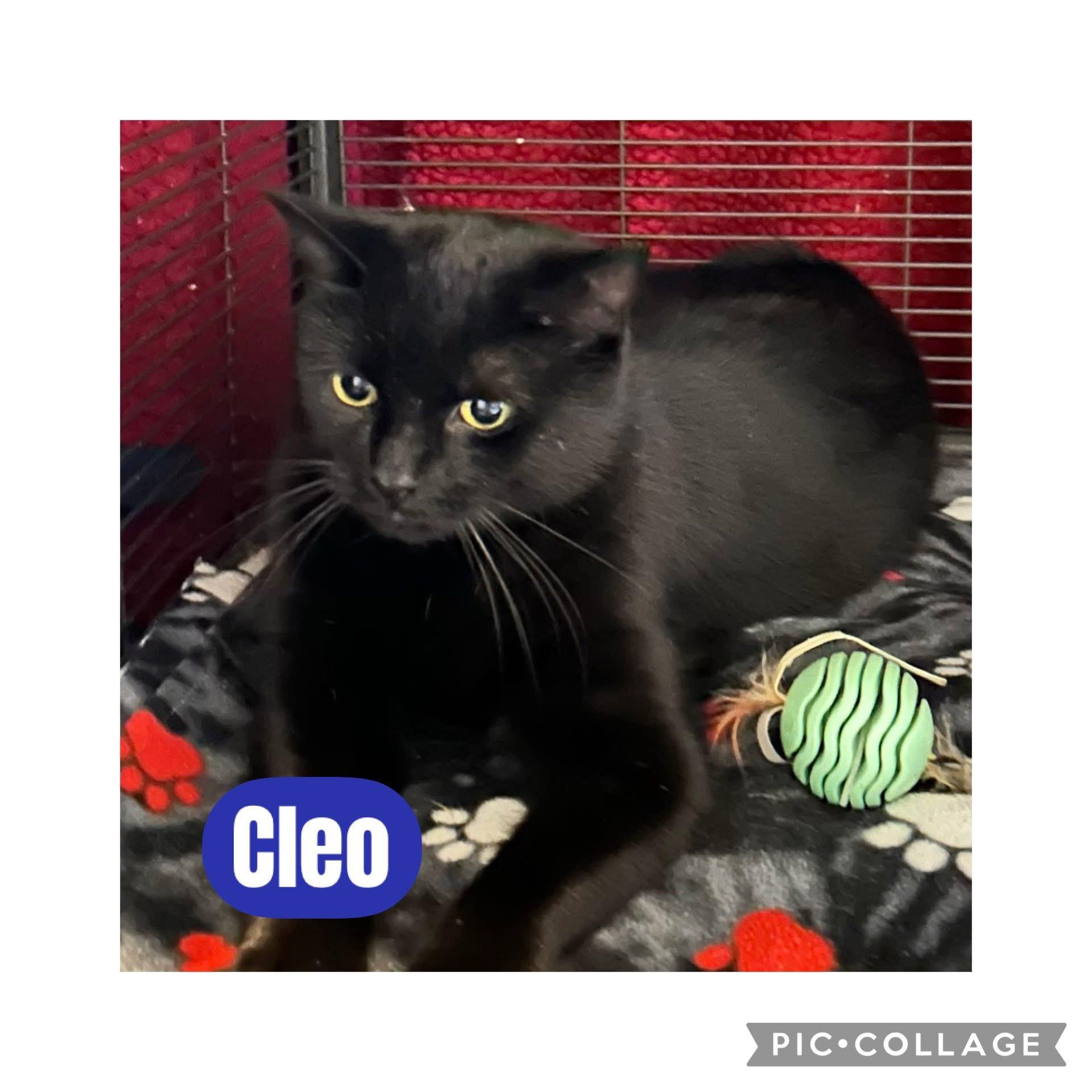 Enlarge Cleo, a Adoptable Domestic Short Hair in Freeland, MI image 1/1