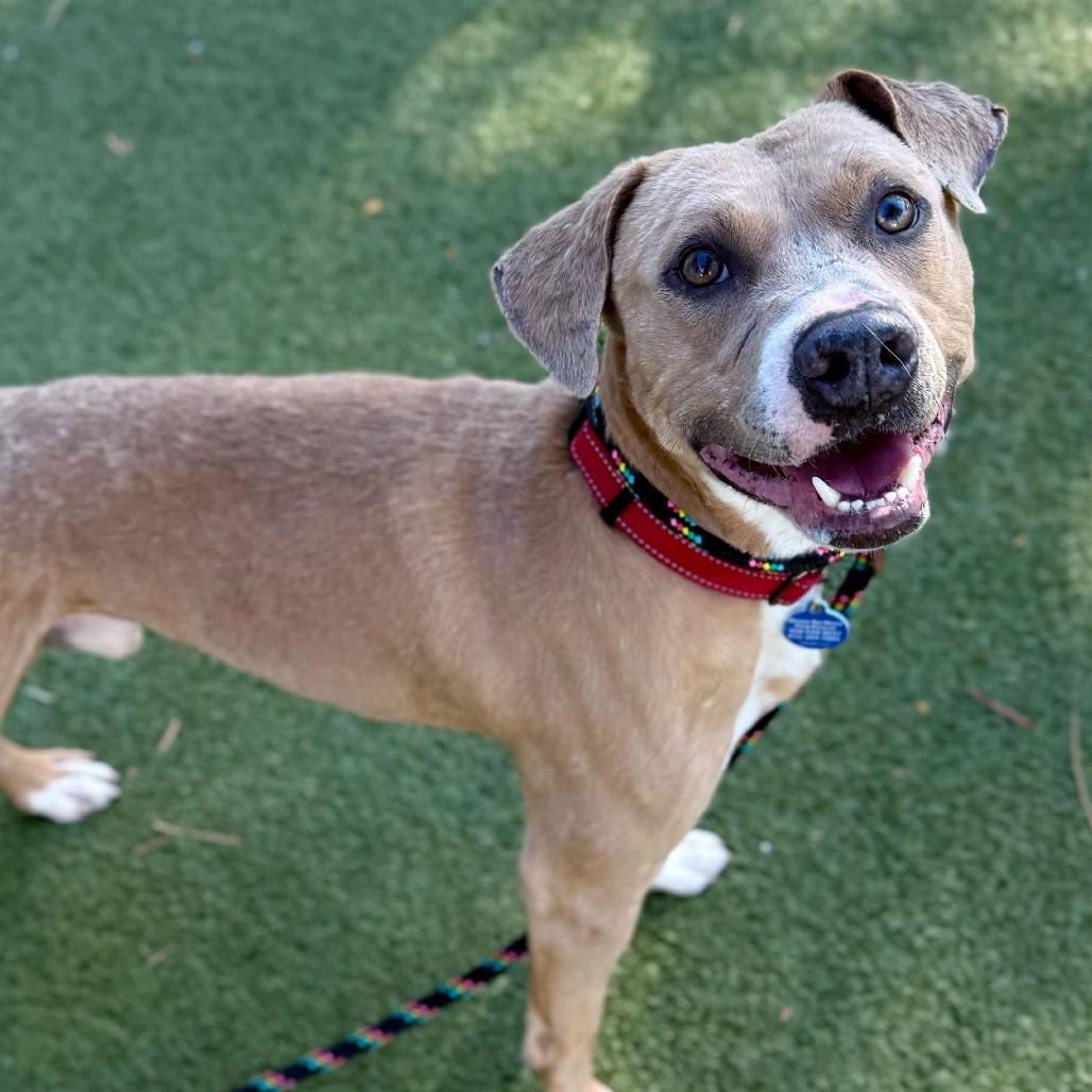 Sake, Adoptable, Adult Male Chihuahua & Pit Bull Terrier.
