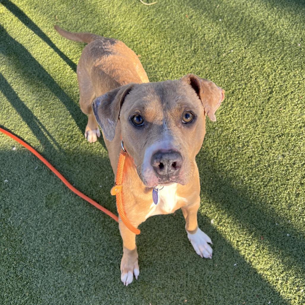 Enlarge Sake, a Adoptable mixed breed in Apache Junction, AZ image 2/4