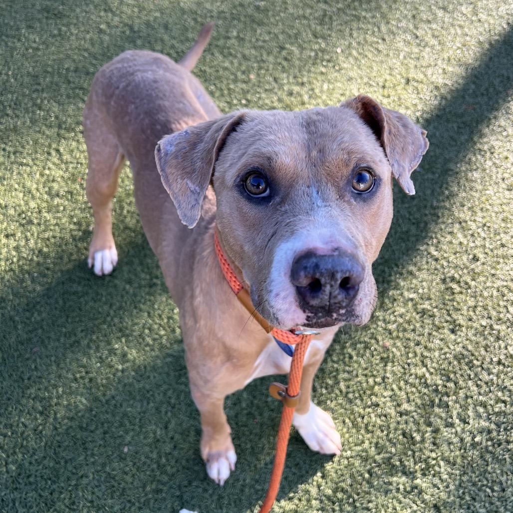 Enlarge Sake, a Adoptable mixed breed in Apache Junction, AZ image 3/4