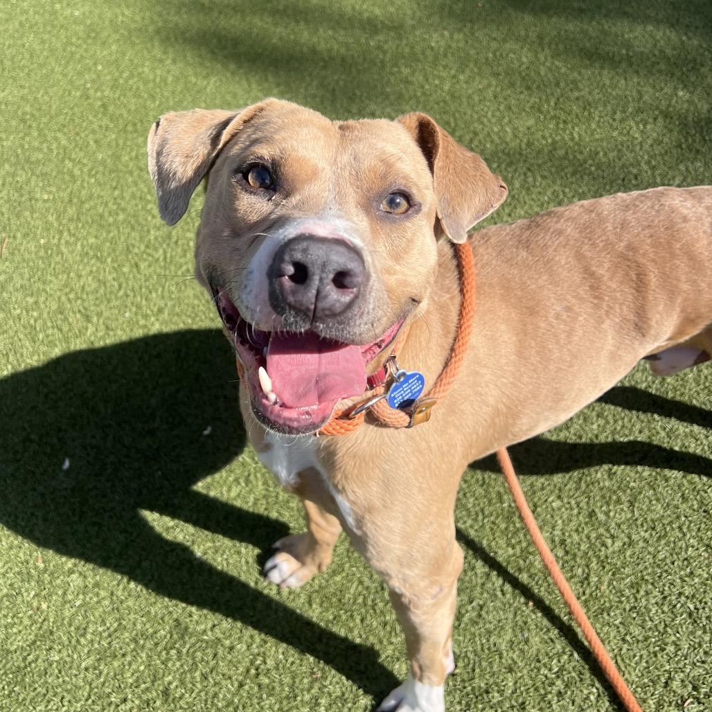 Enlarge Sake, a Adoptable mixed breed in Apache Junction, AZ image 4/6