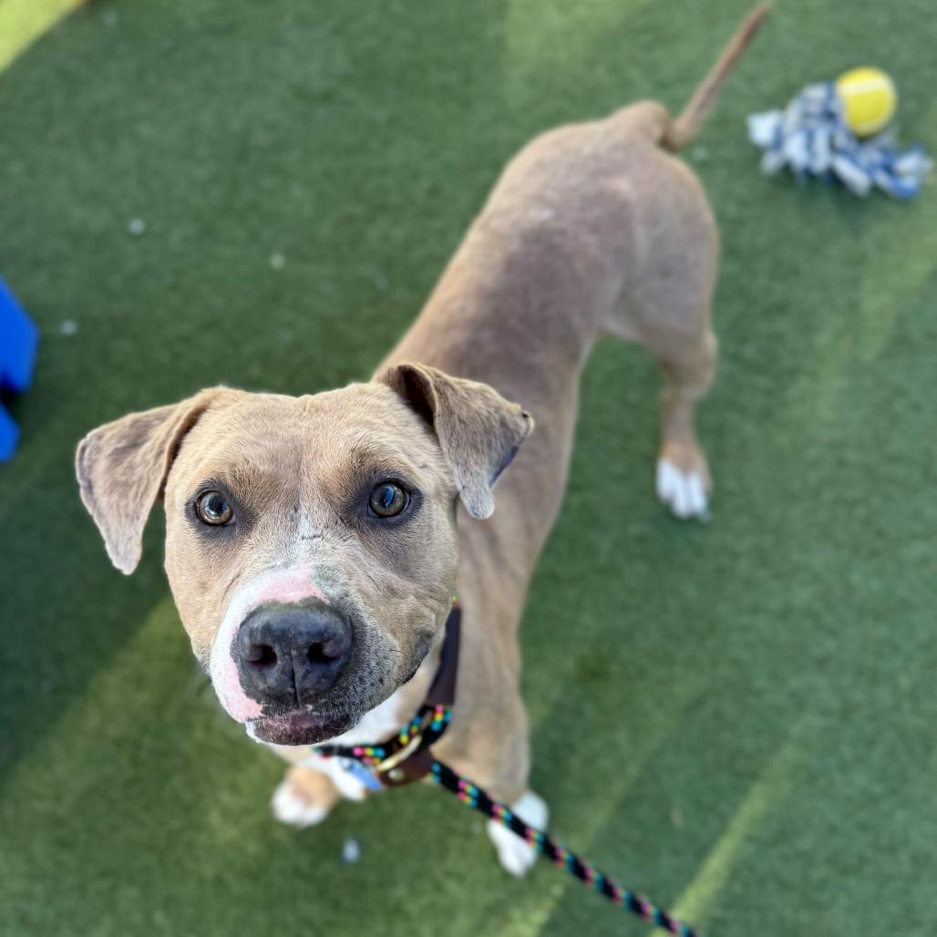 Enlarge Sake, a Adoptable mixed breed in Apache Junction, AZ image 4/4