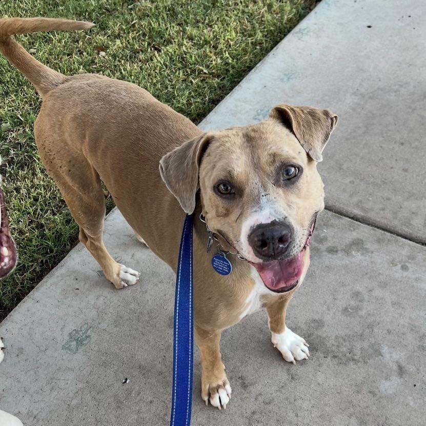 Sake, a Adoptable mixed breed in Apache Junction, AZ image 6/6