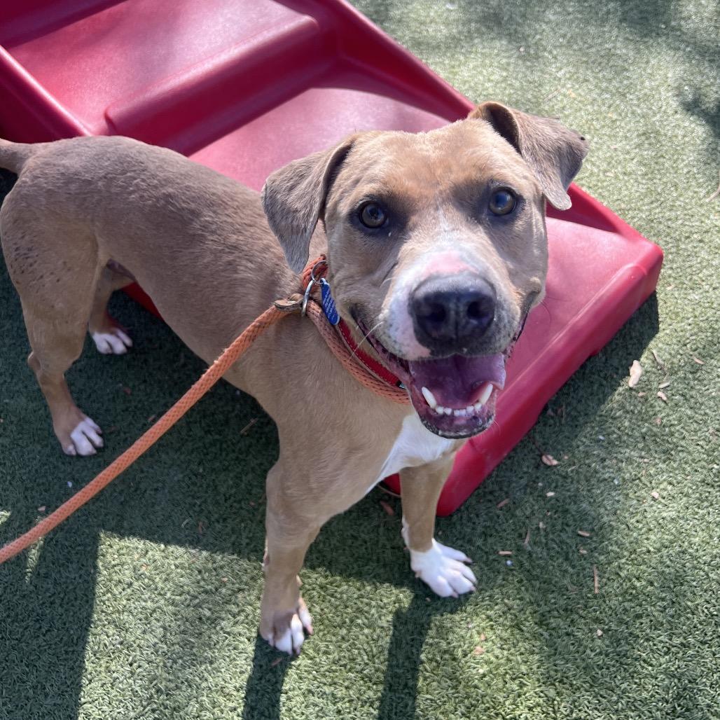 Enlarge Sake, a Adoptable mixed breed in Apache Junction, AZ image 6/6