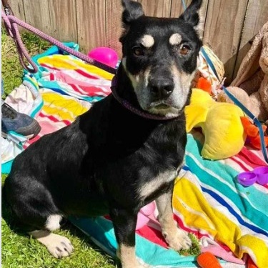 Cincinatti, Adopted, Young Female Australian Kelpie.