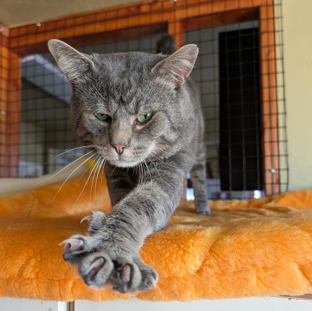Jack, a Adoptable mixed breed in Aberdeen, WA image 2/3