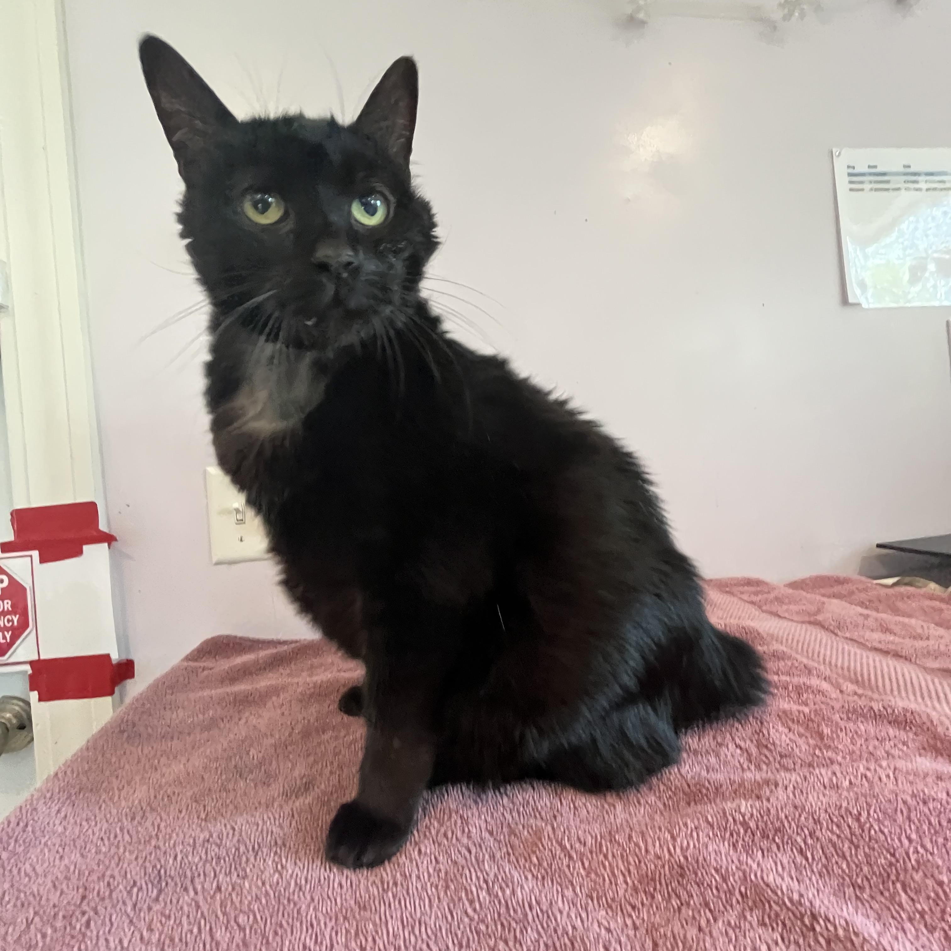 Bear, adopted, Adult Male Manx.