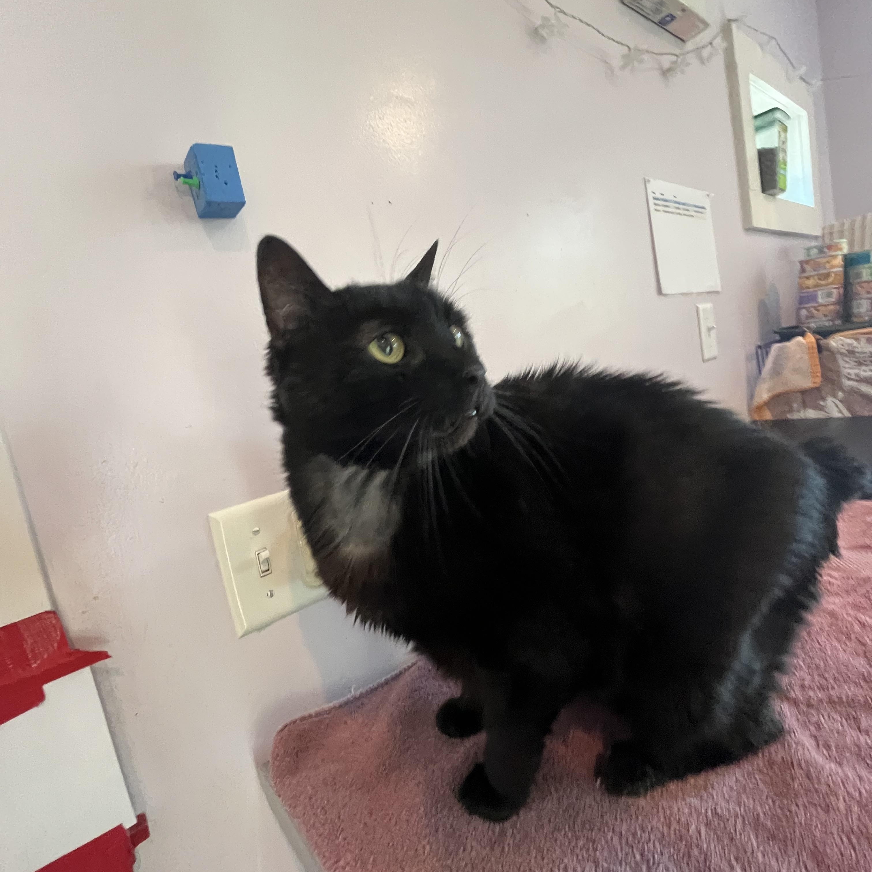 Bear, an adopted Manx in Salisbury, MA image 2/6