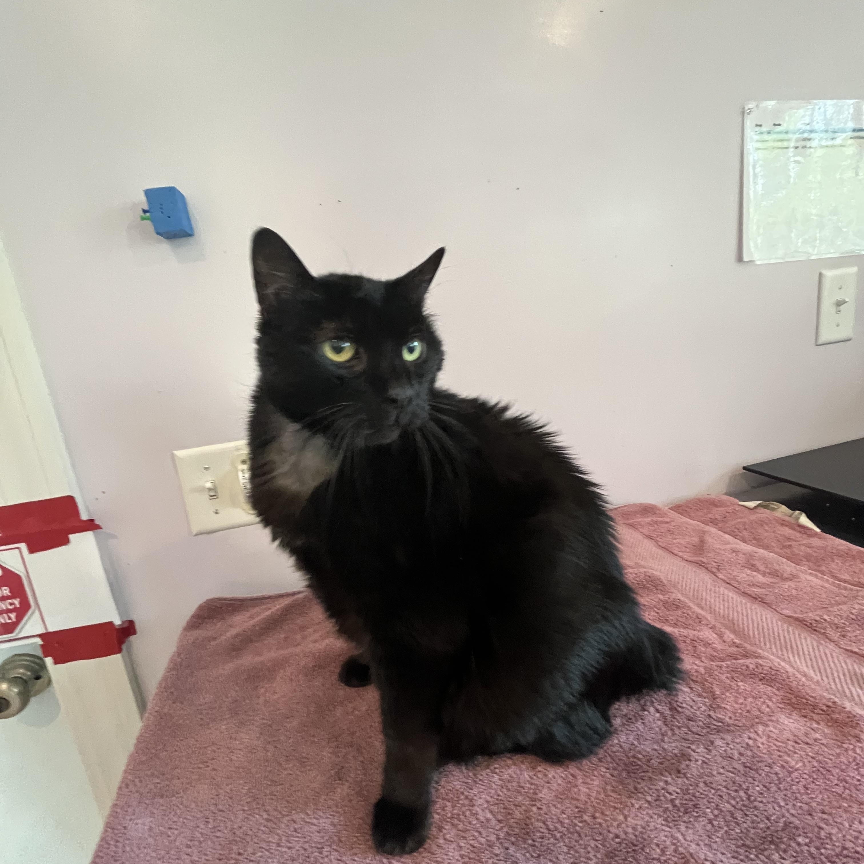 Bear, an adopted Manx in Salisbury, MA image 3/6