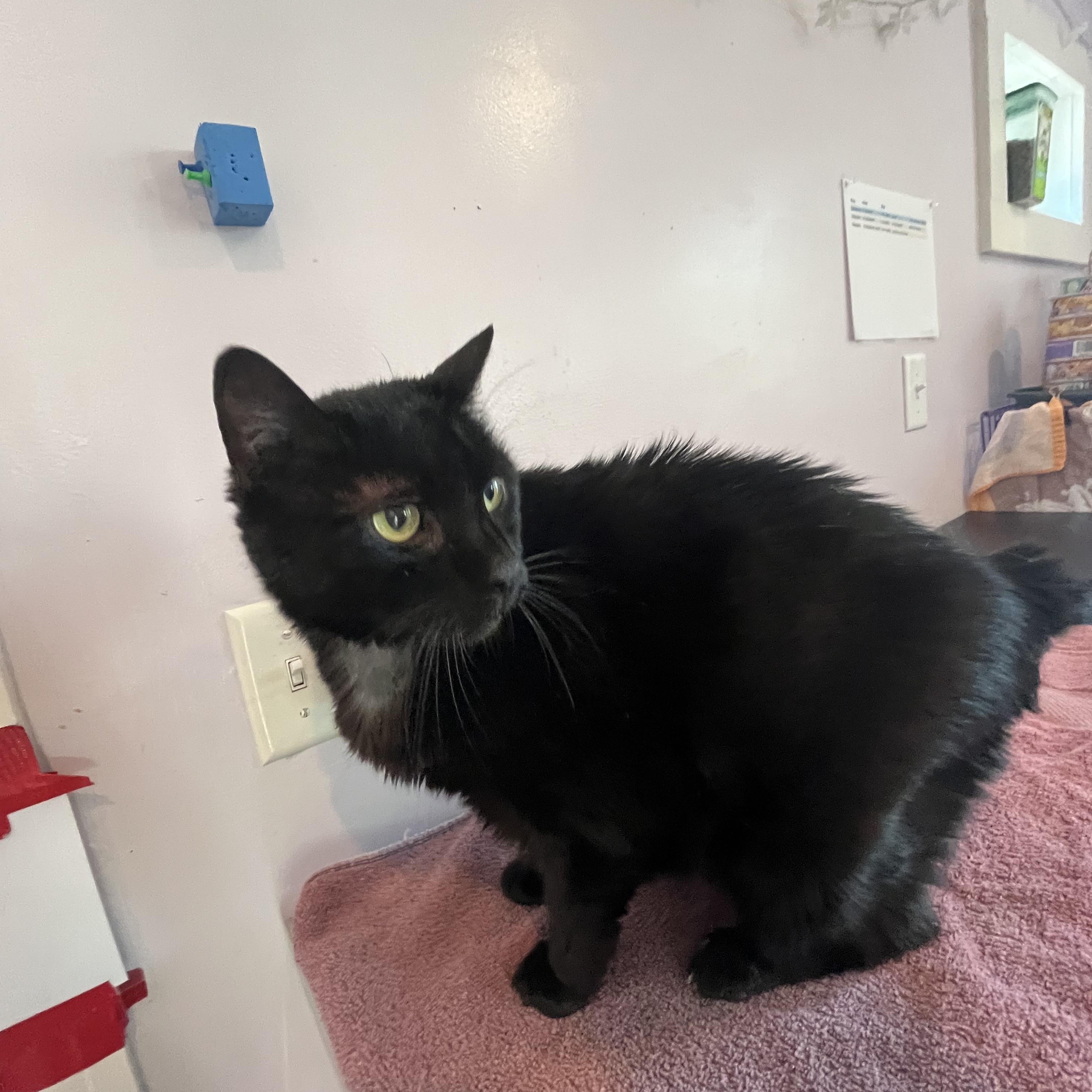 Bear, an adopted Manx in Salisbury, MA image 4/6