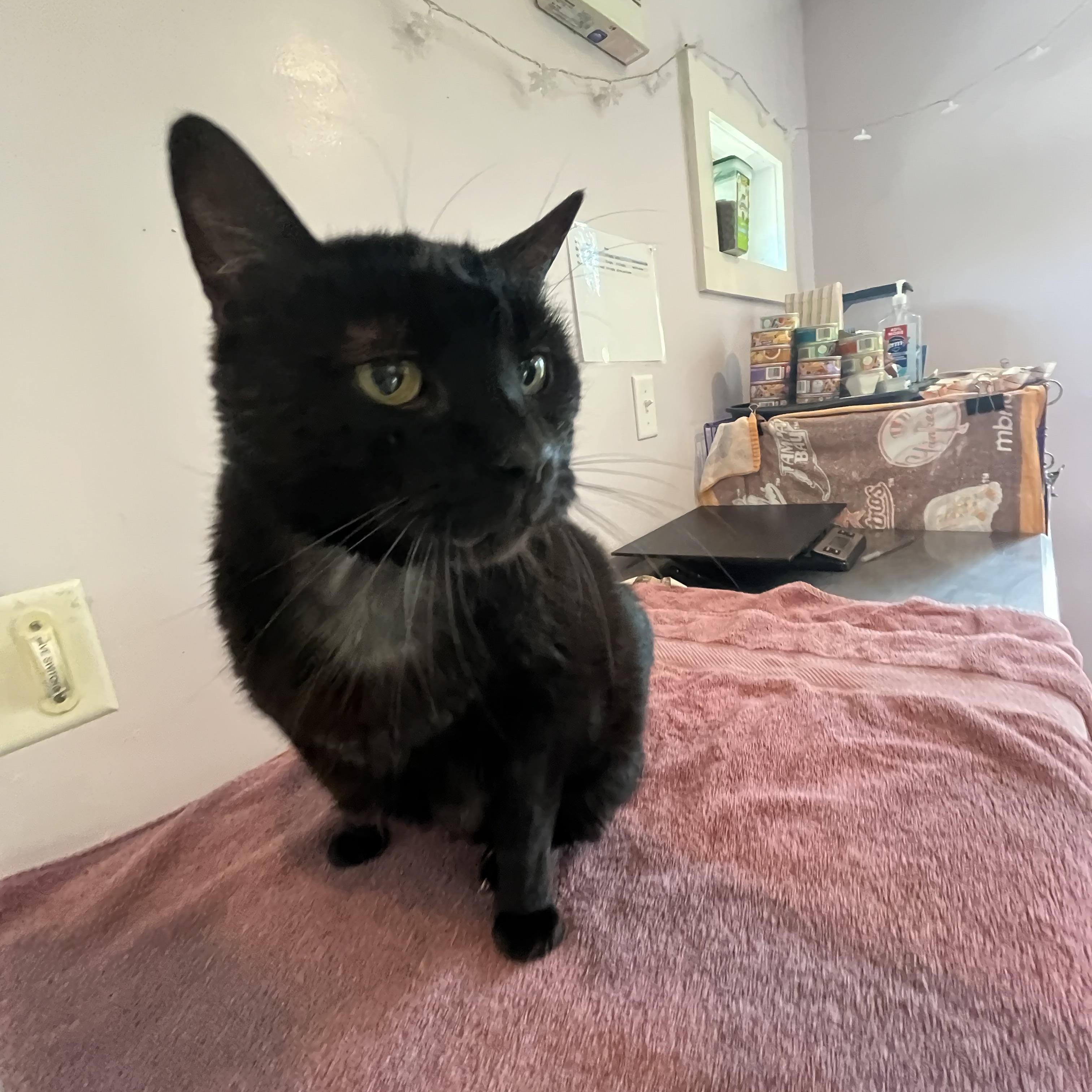 Bear, an adopted Manx in Salisbury, MA image 5/6