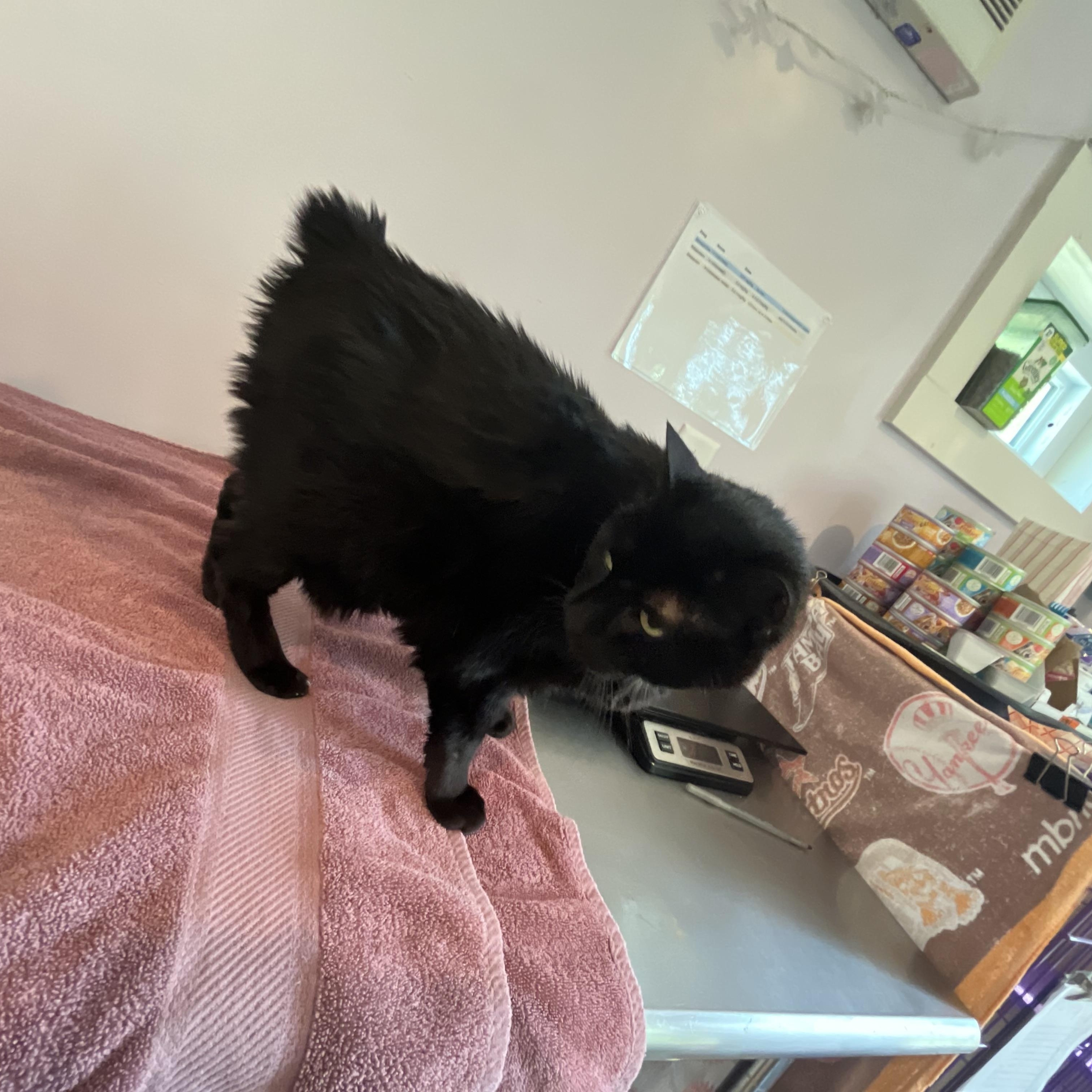 Bear, an adopted Manx in Salisbury, MA image 6/6