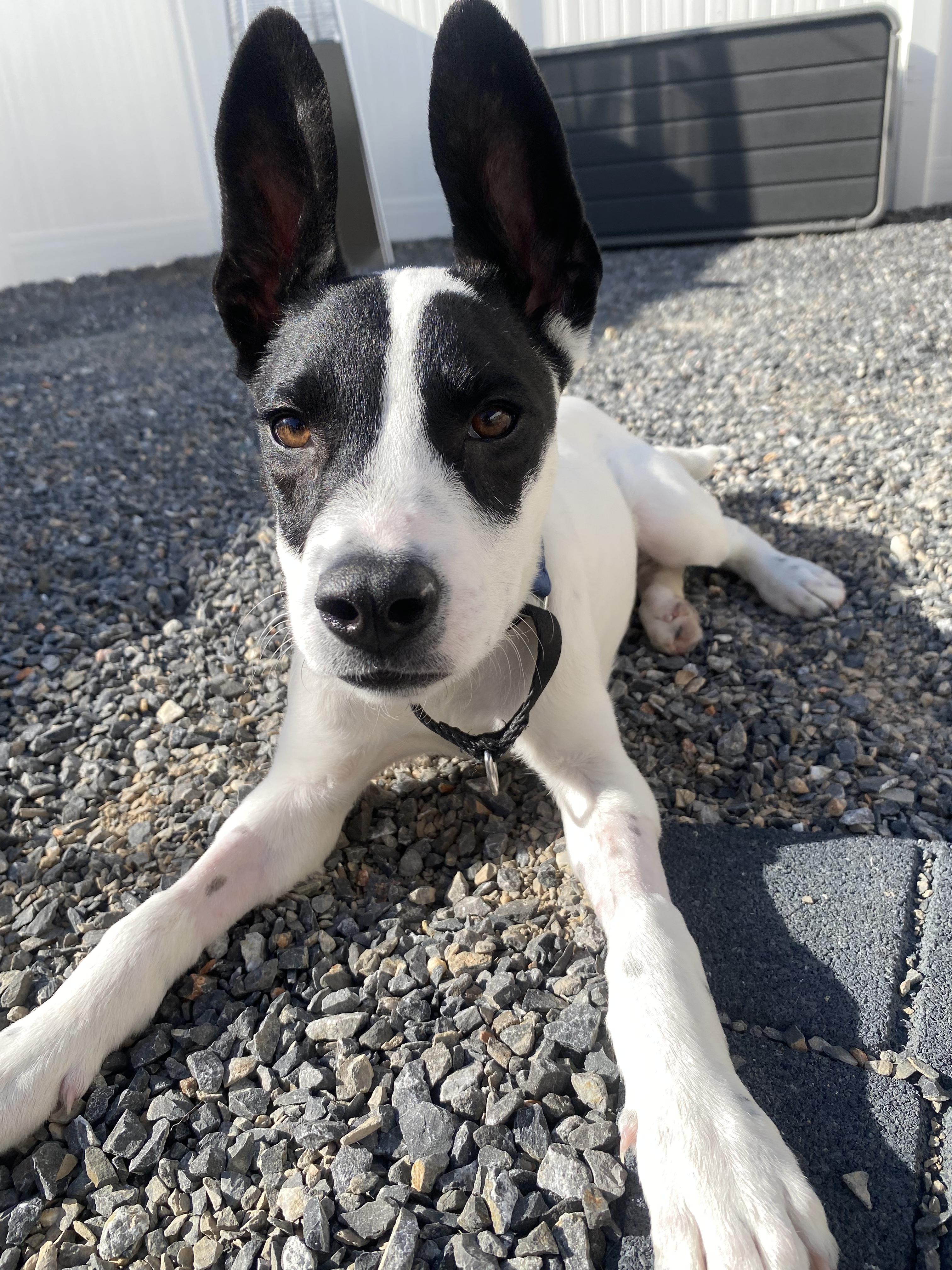Enlarge Jasper, a Adoptable American Staffordshire Terrier in West Valley, UT image 1/1