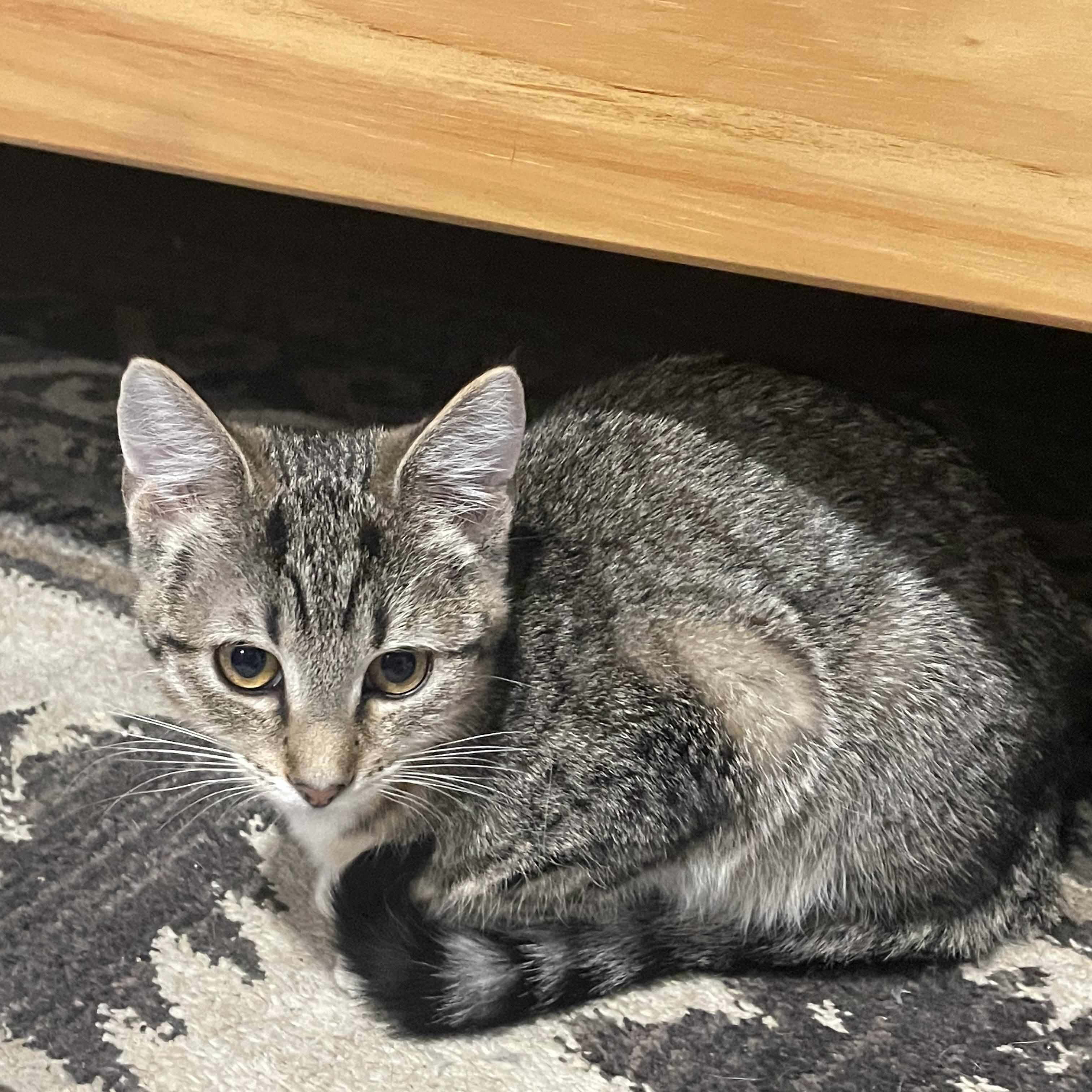 Enlarge Rosie, a ADOPTABLE Domestic Short Hair in Bentonville, AR image 1/1