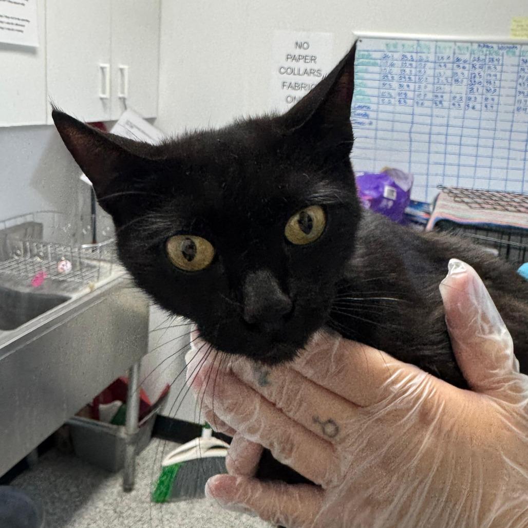 Eclipse, Adoptable, Adult Female Domestic Short Hair.