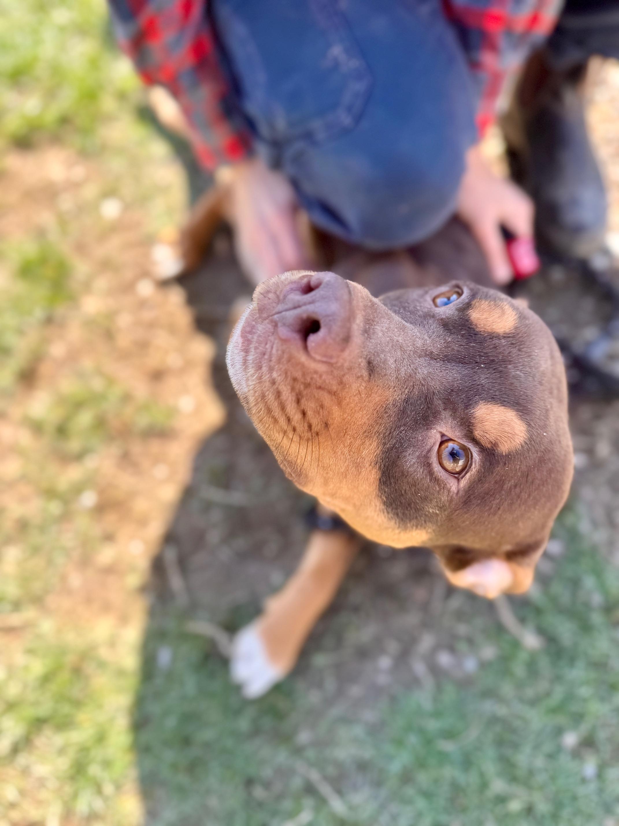 Enlarge Teeter, a ADOPTABLE mixed breed in Benton Harbor, MI image 5/5