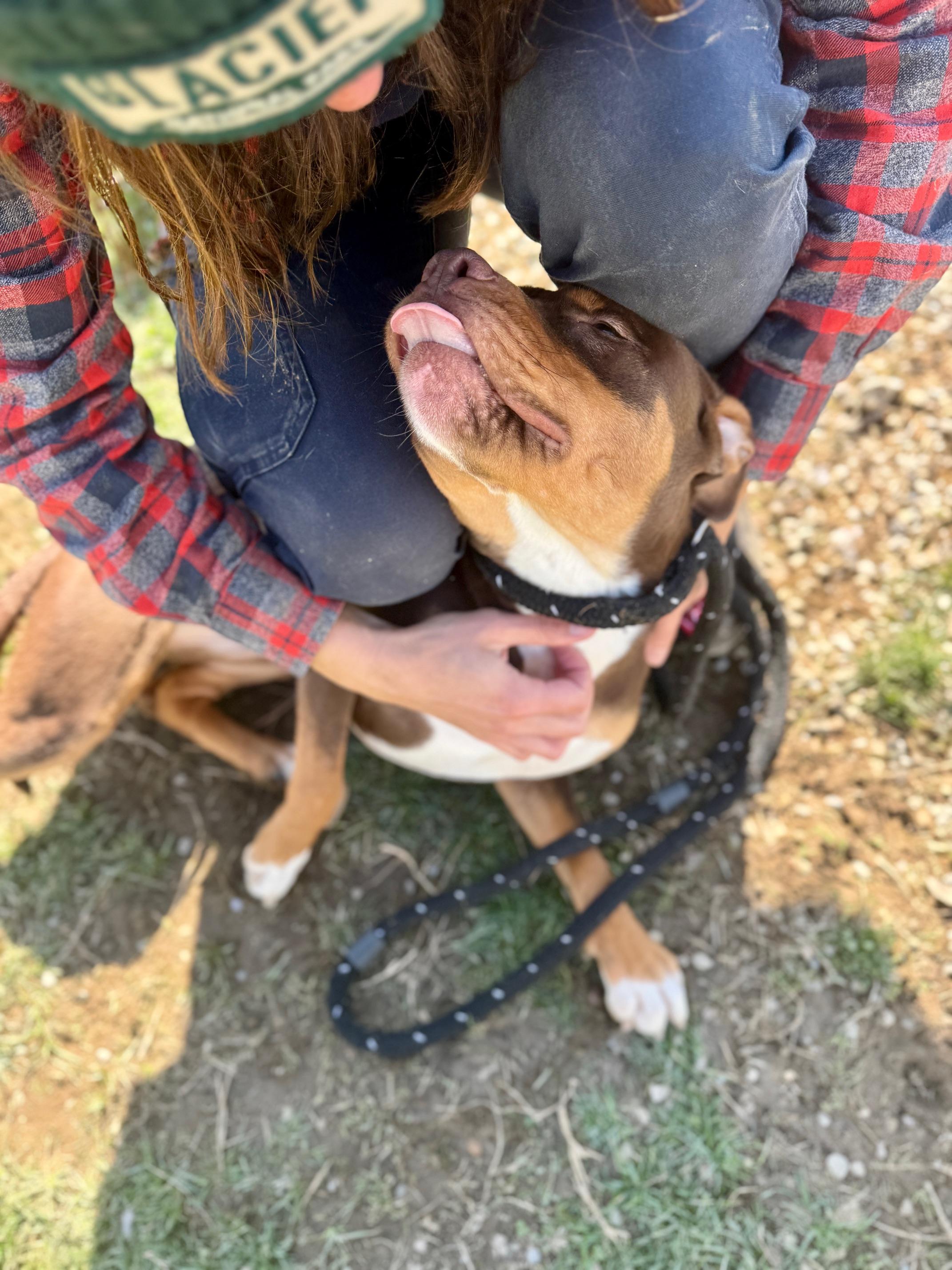 Enlarge Teeter, a ADOPTABLE mixed breed in Benton Harbor, MI image 4/5
