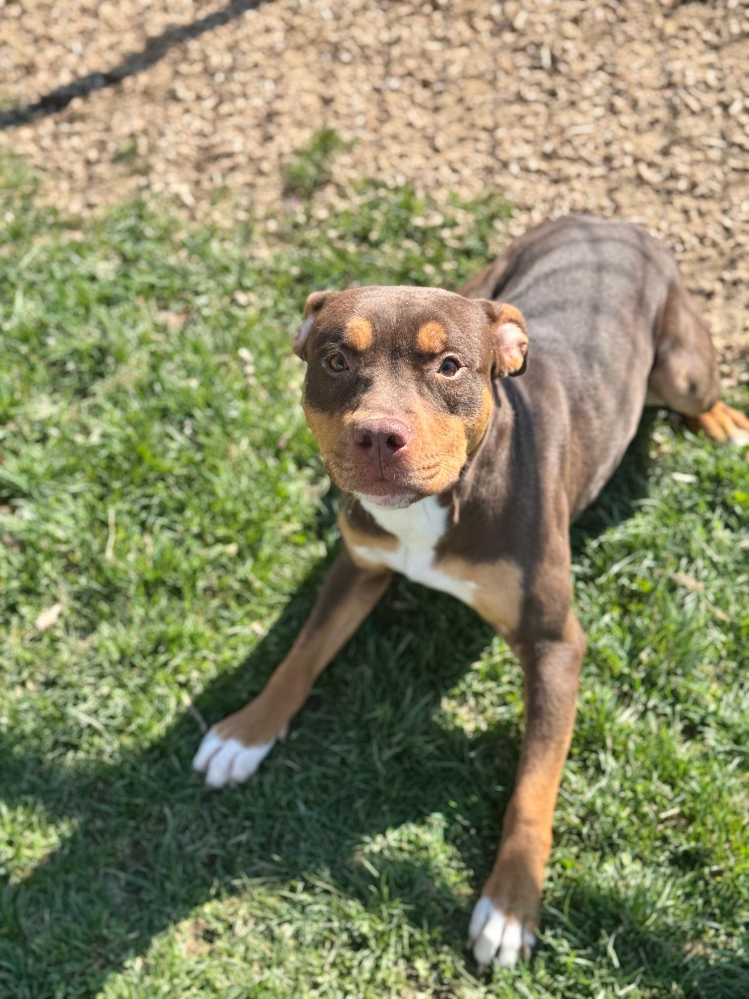 Enlarge Teeter, a ADOPTABLE mixed breed in Benton Harbor, MI image 2/5