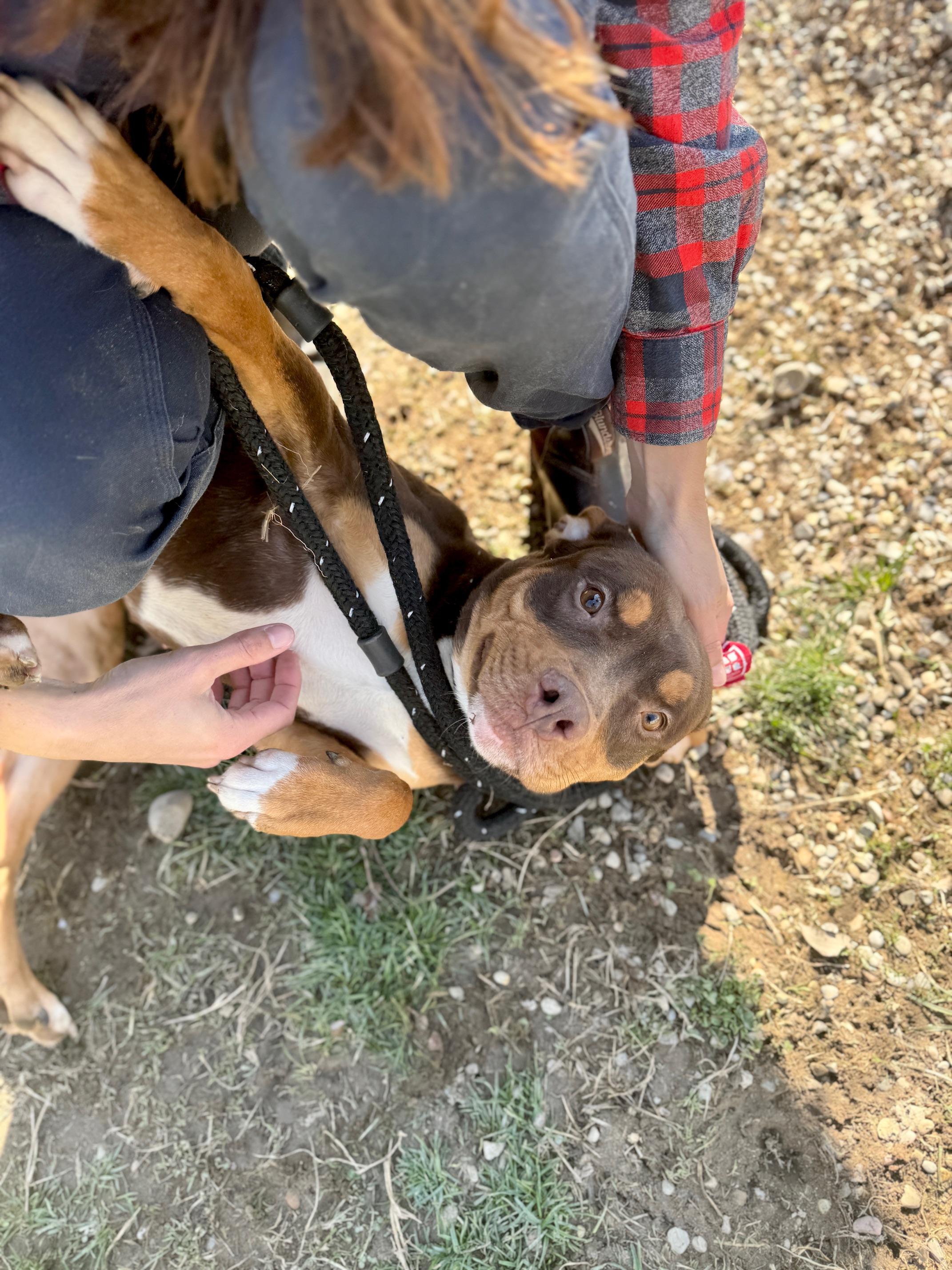 Enlarge Teeter, a ADOPTABLE mixed breed in Benton Harbor, MI image 3/5
